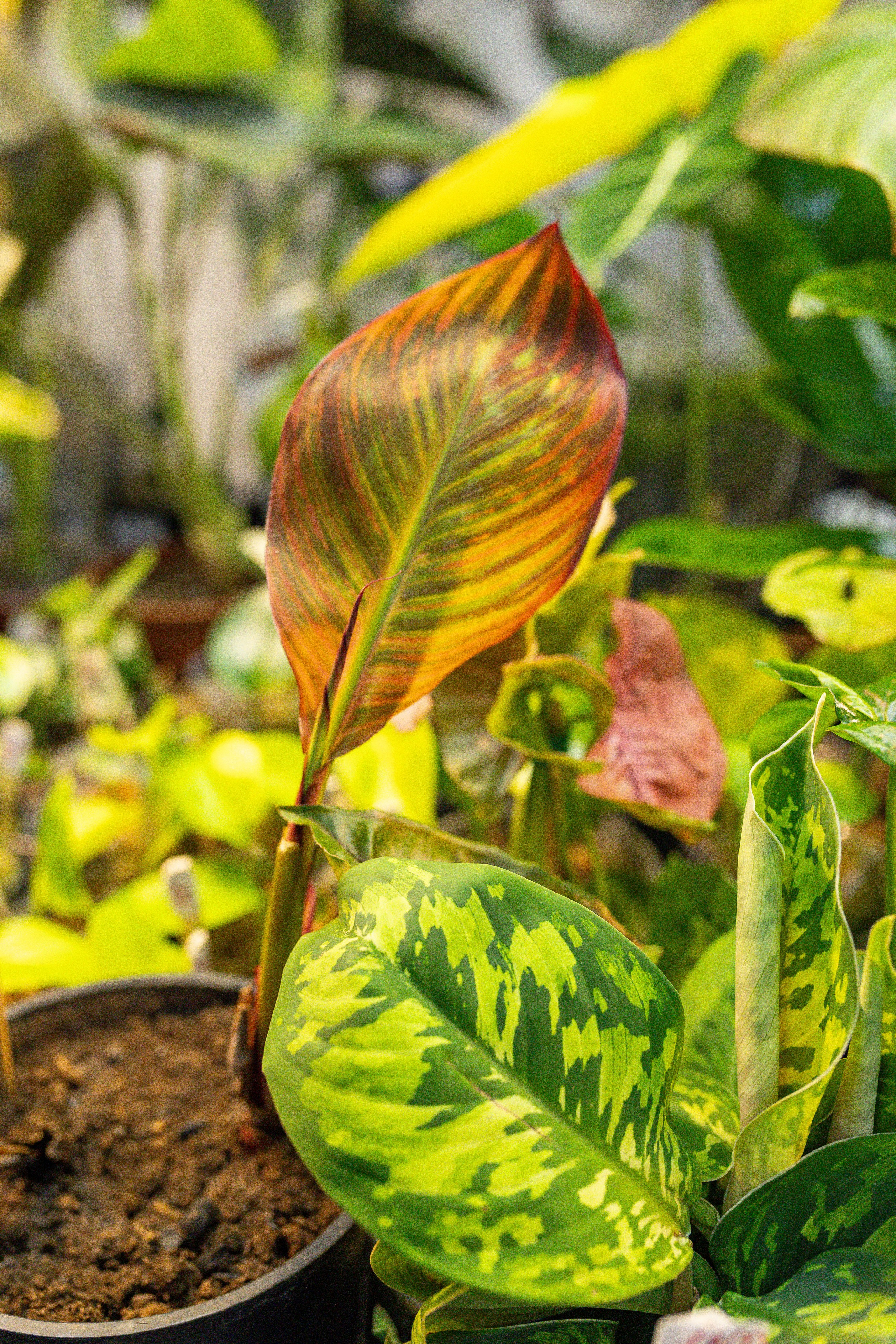 Монстериум апрель 2025. Александра Куликова фотограф, Москва