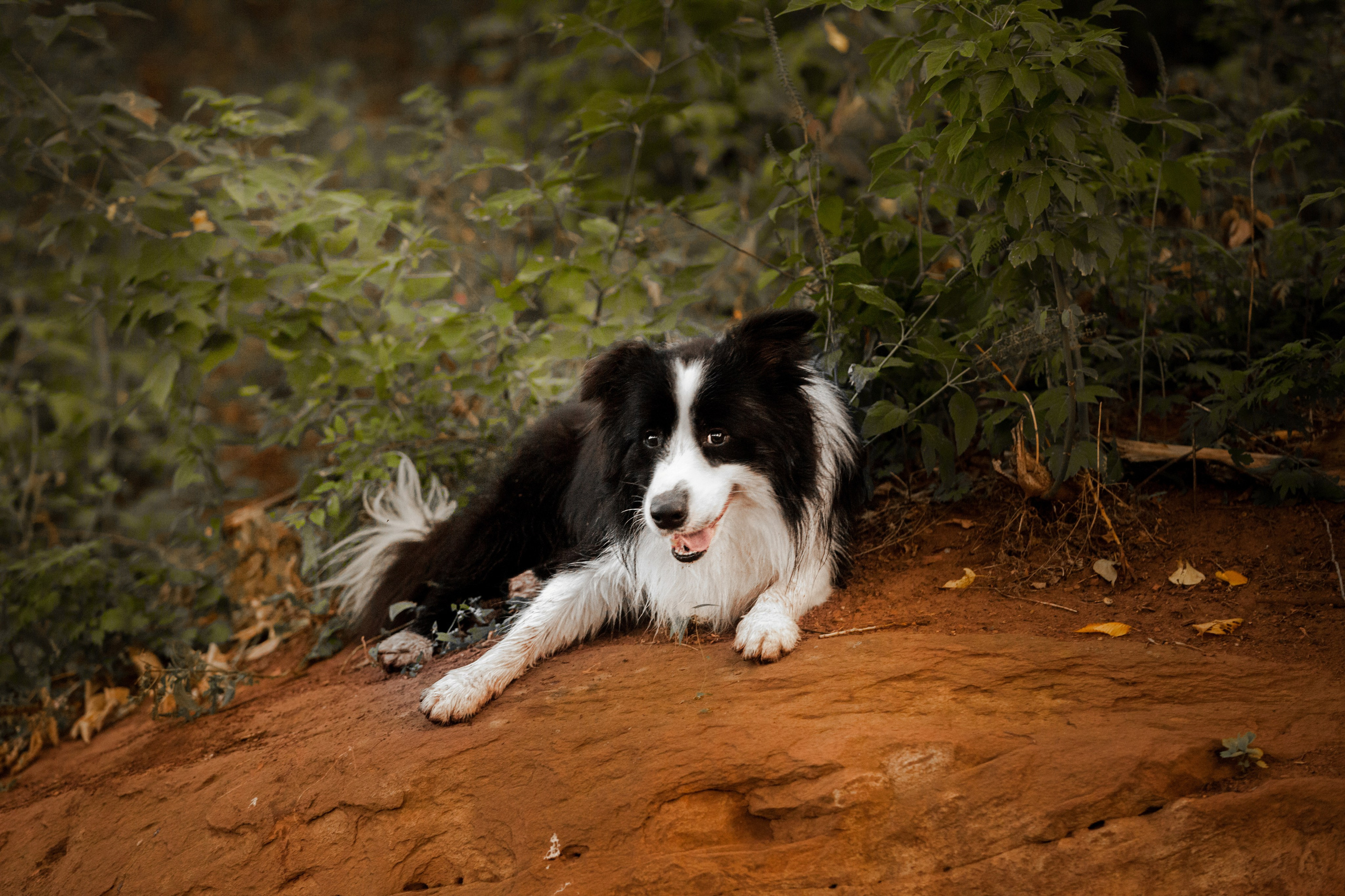 Сочный рассвет, на который решились. О нас