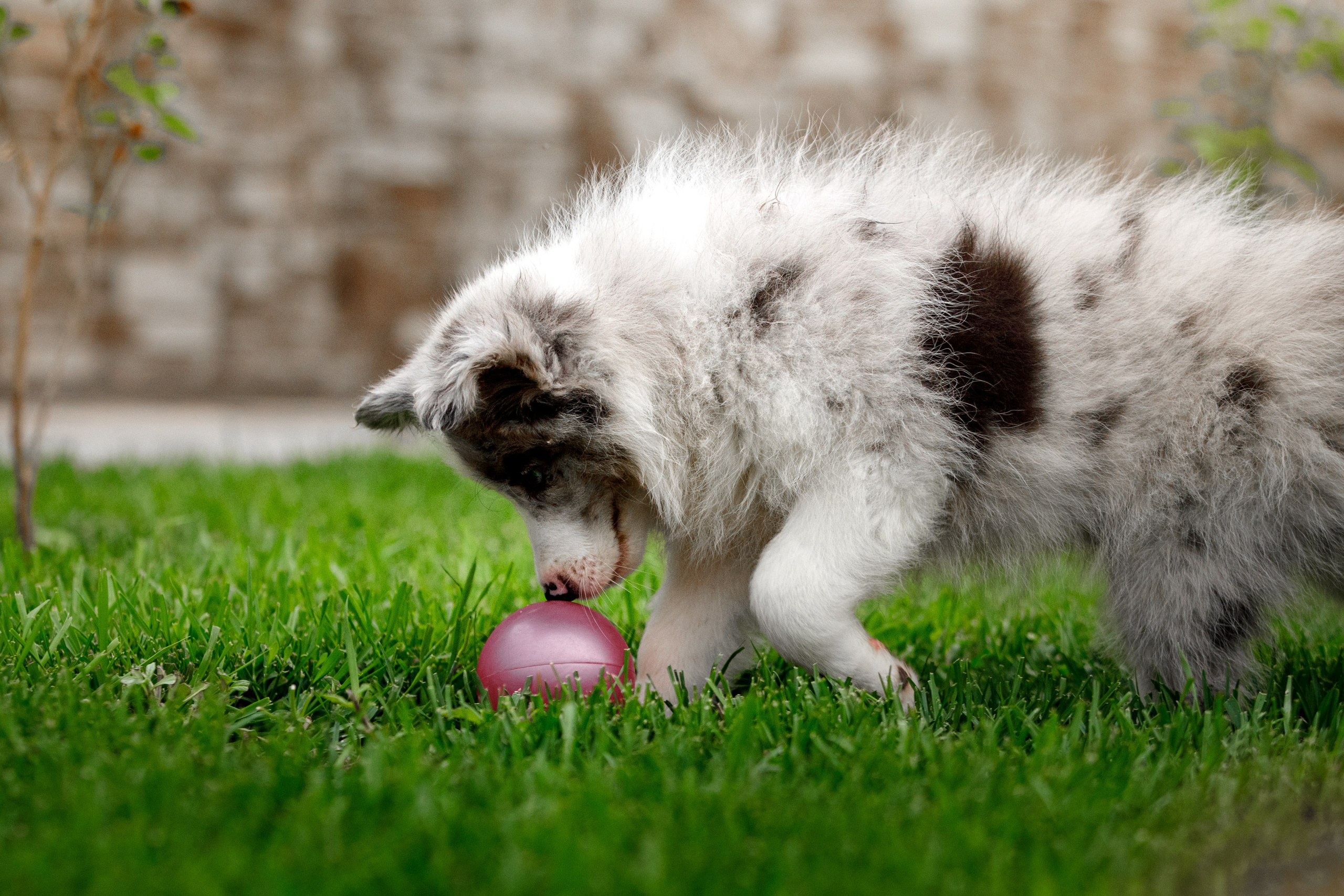 Болтовня в саду. О нас