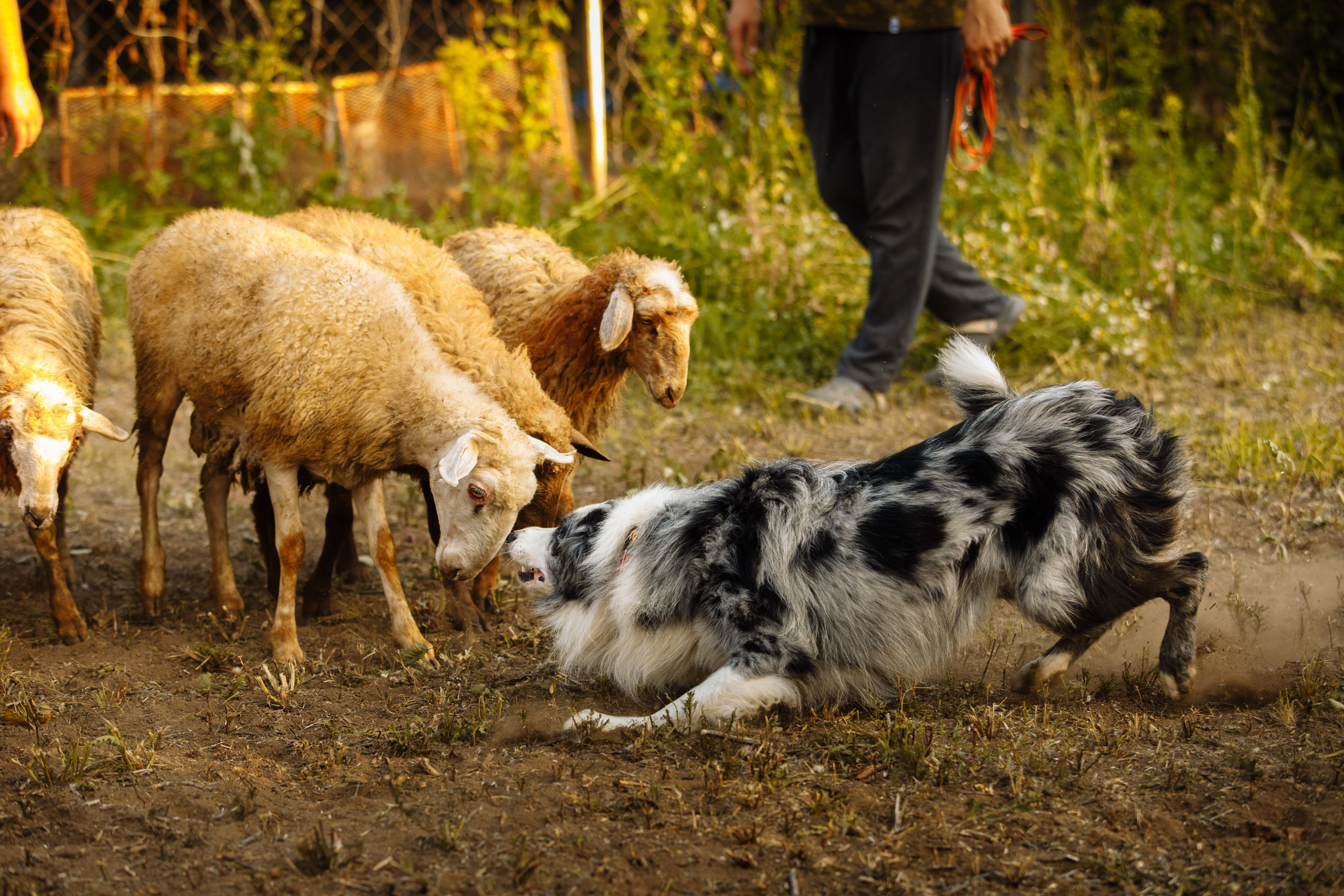 Овечий день. О нас