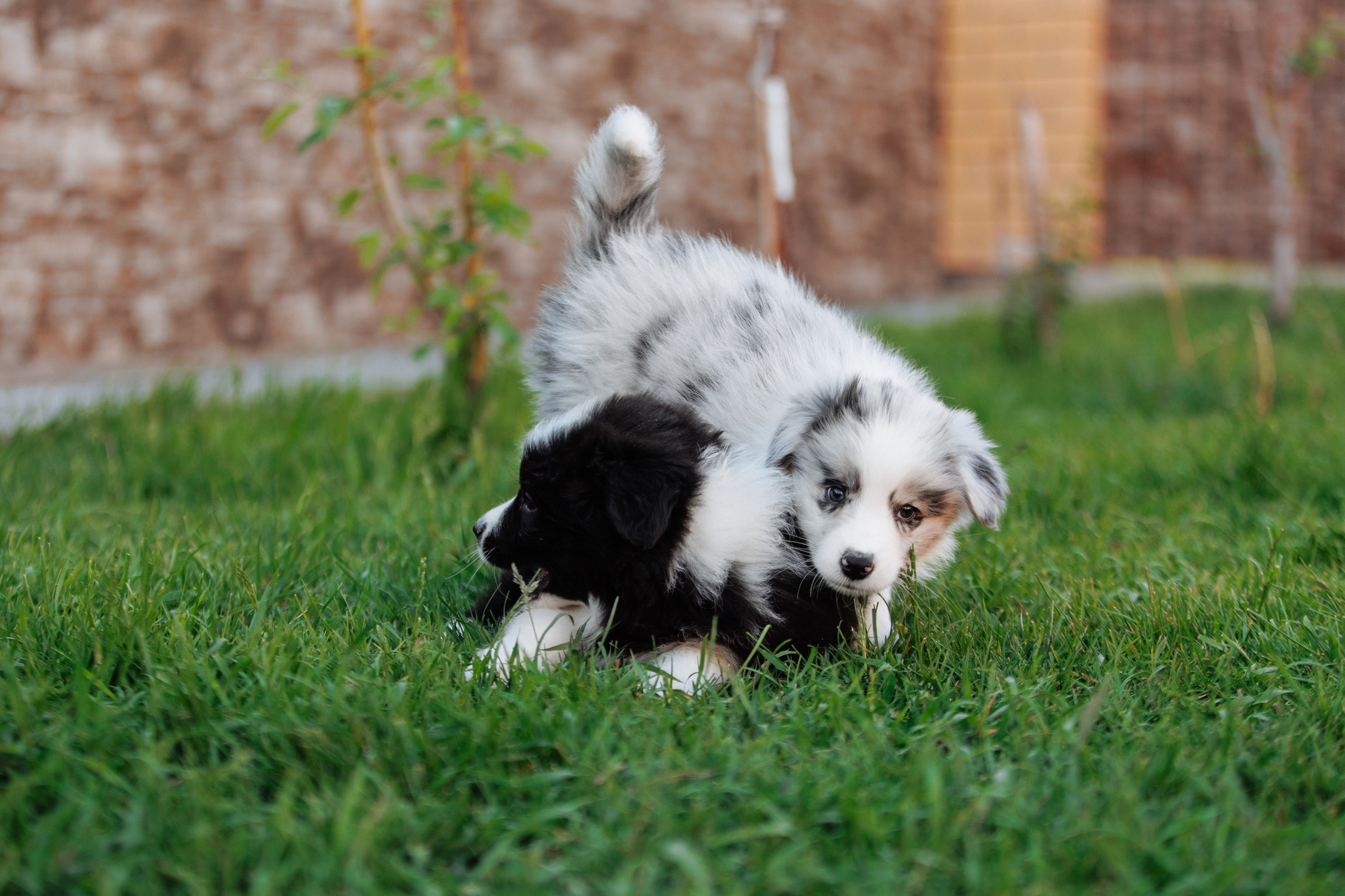 Пушистое. О нас