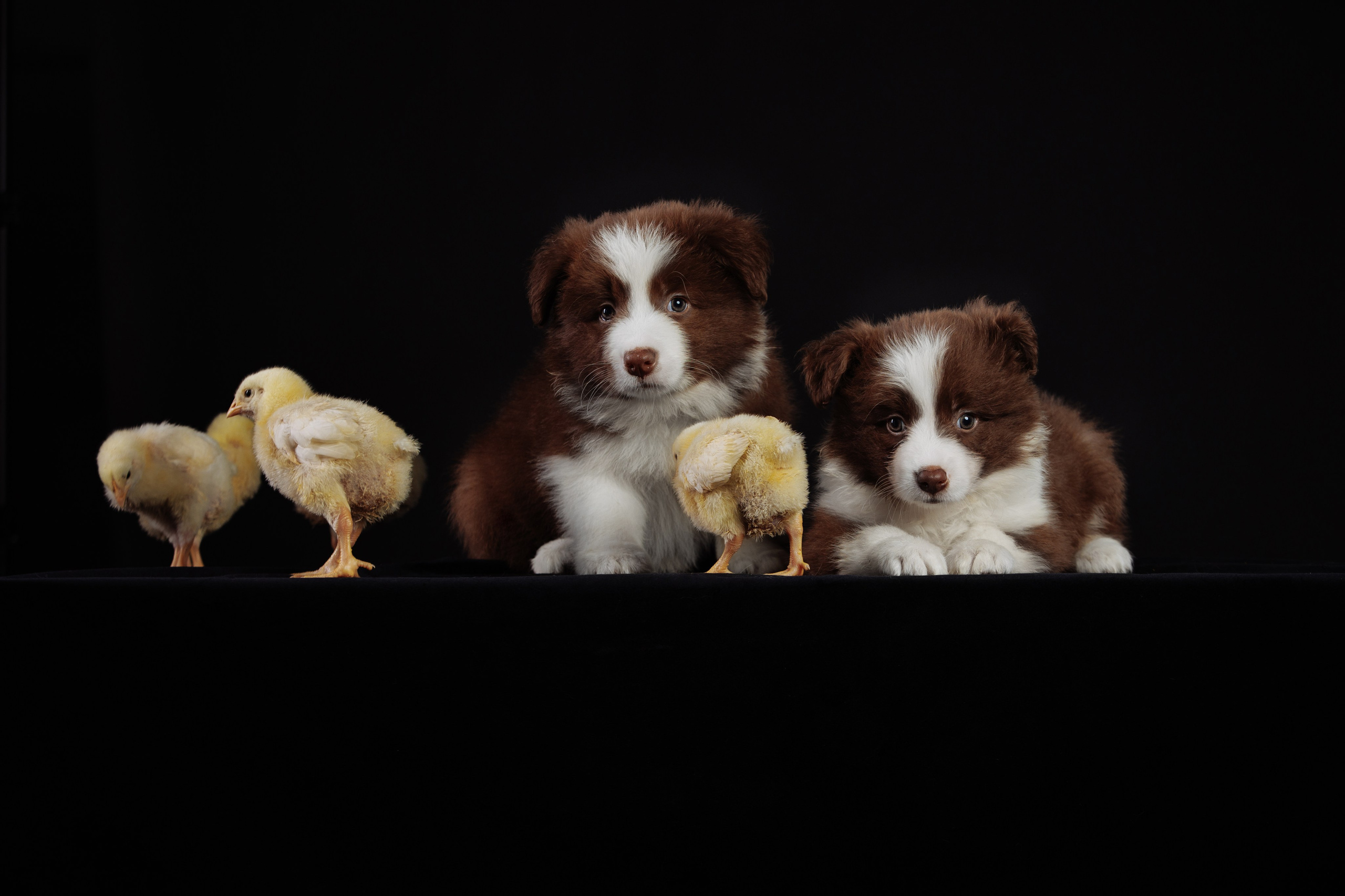 С цыпами. О нас