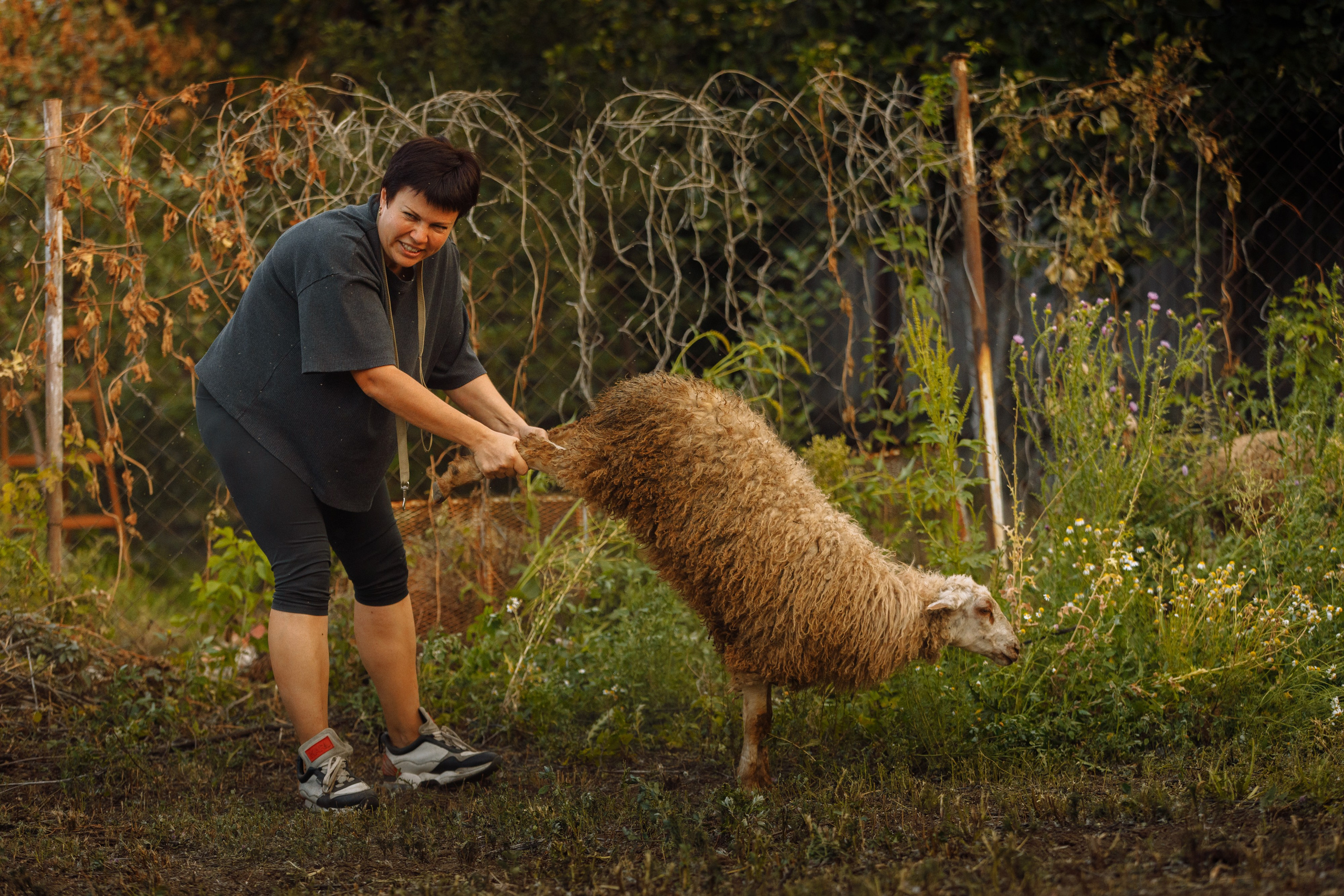 Овечий день. О нас