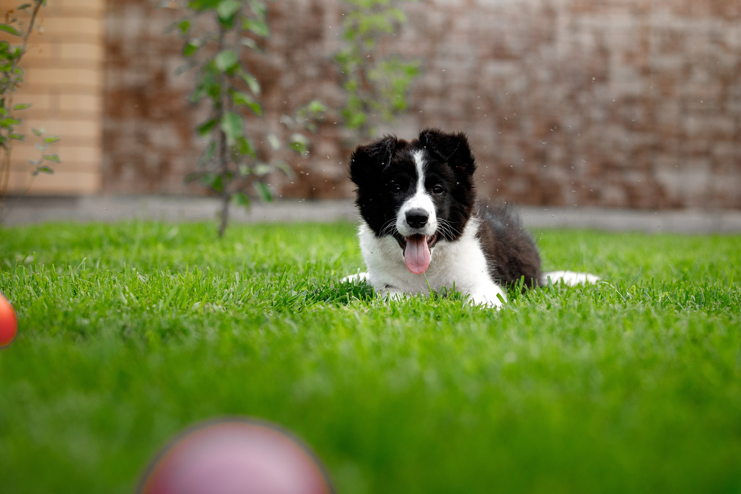 Болтовня в саду. О нас