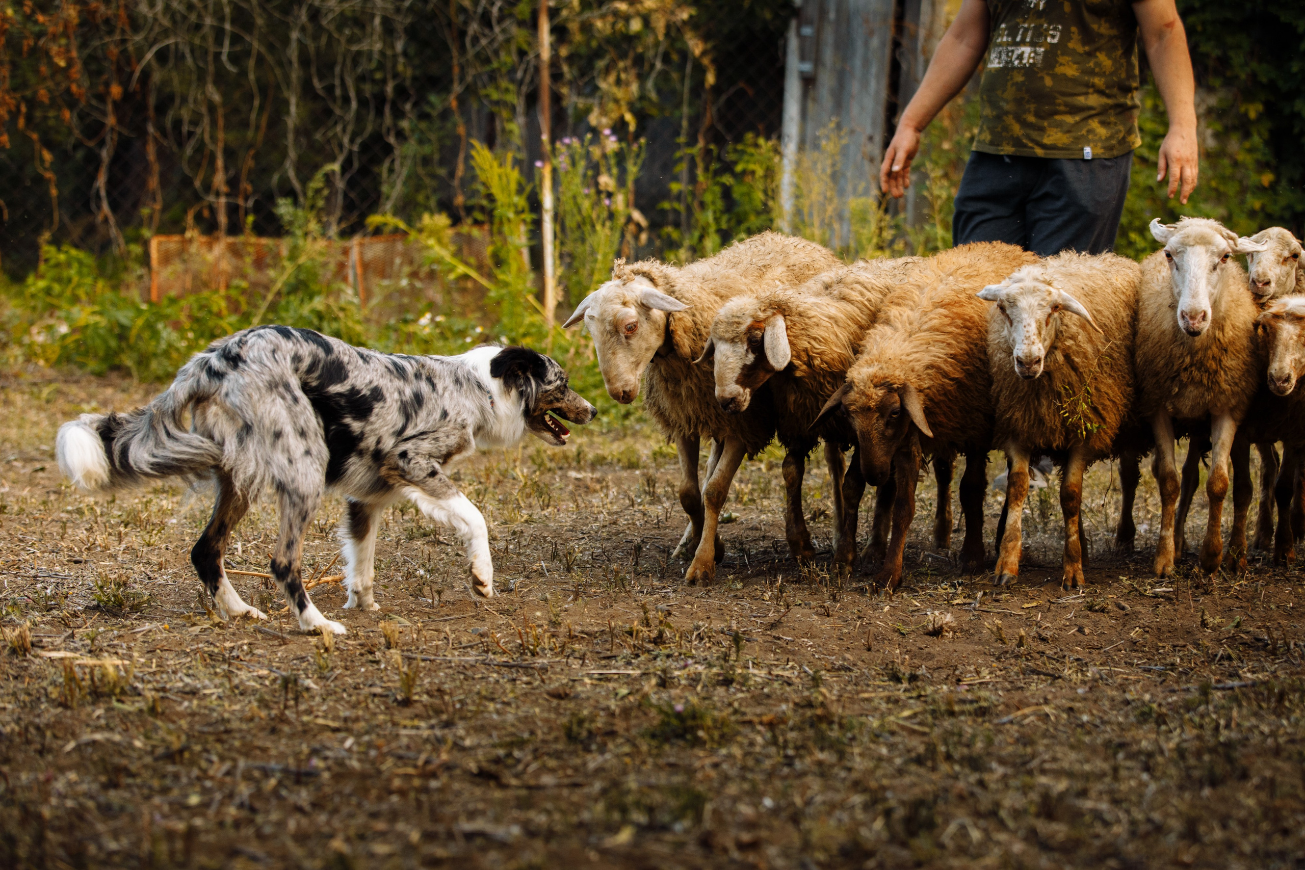 Овечий день. О нас