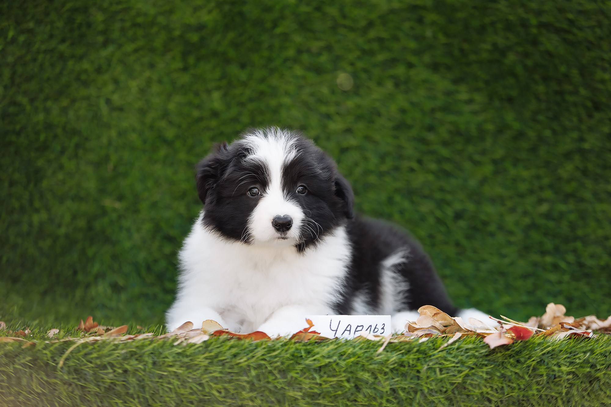 Новый лист. О нас