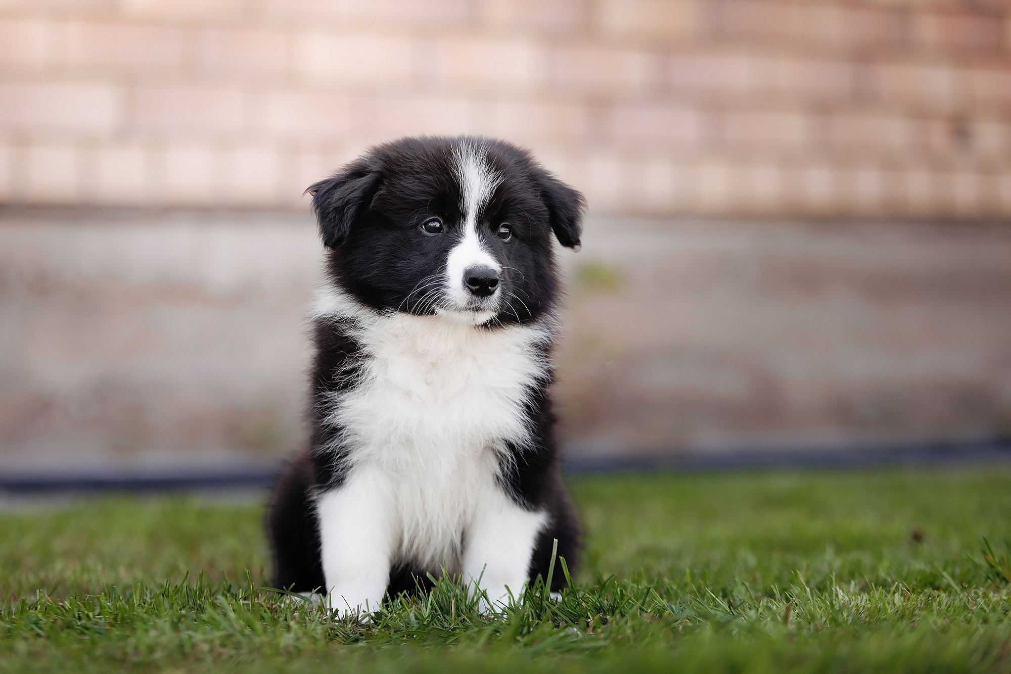 Трава у дома. О нас