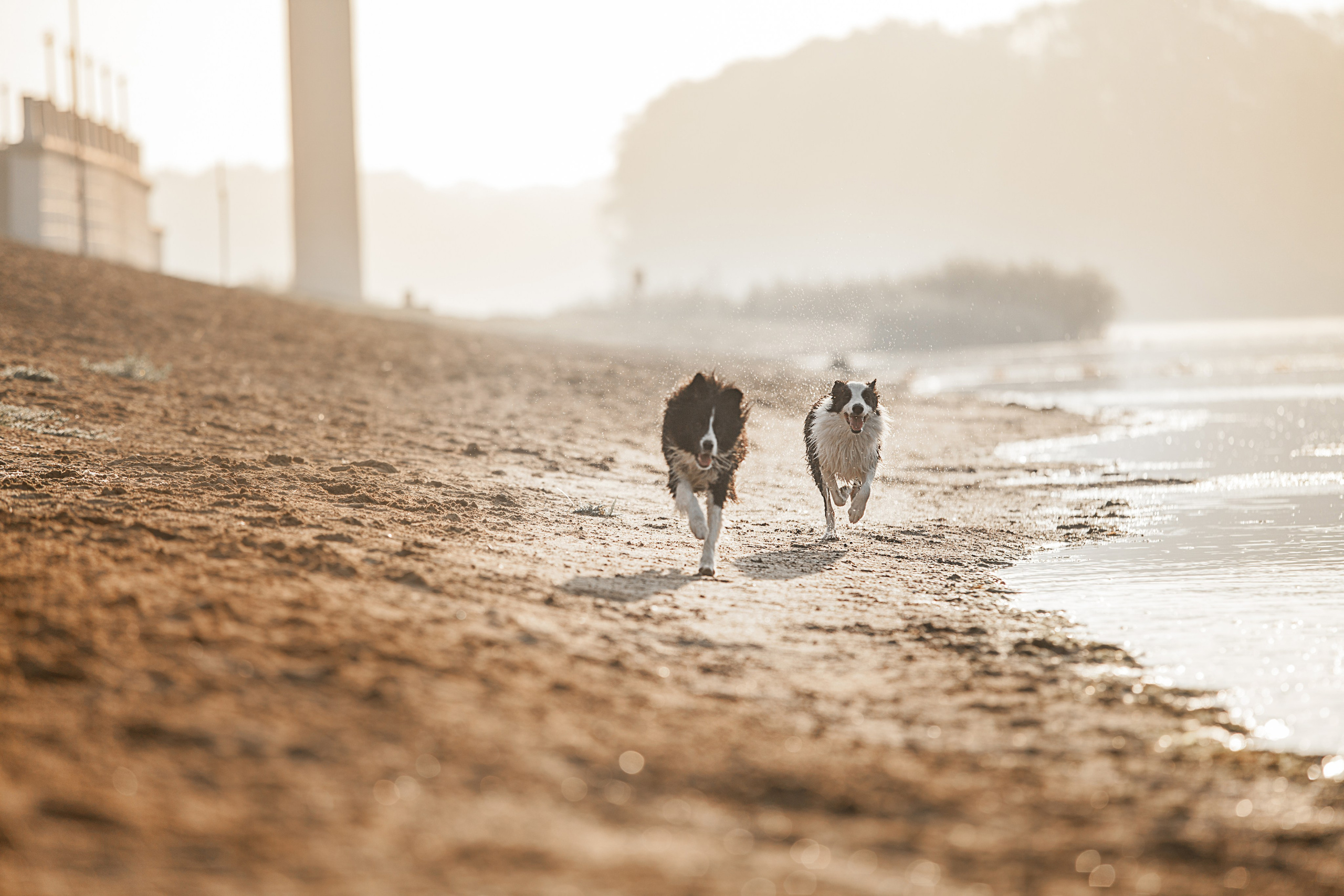 Сочный рассвет, на который решились. О нас
