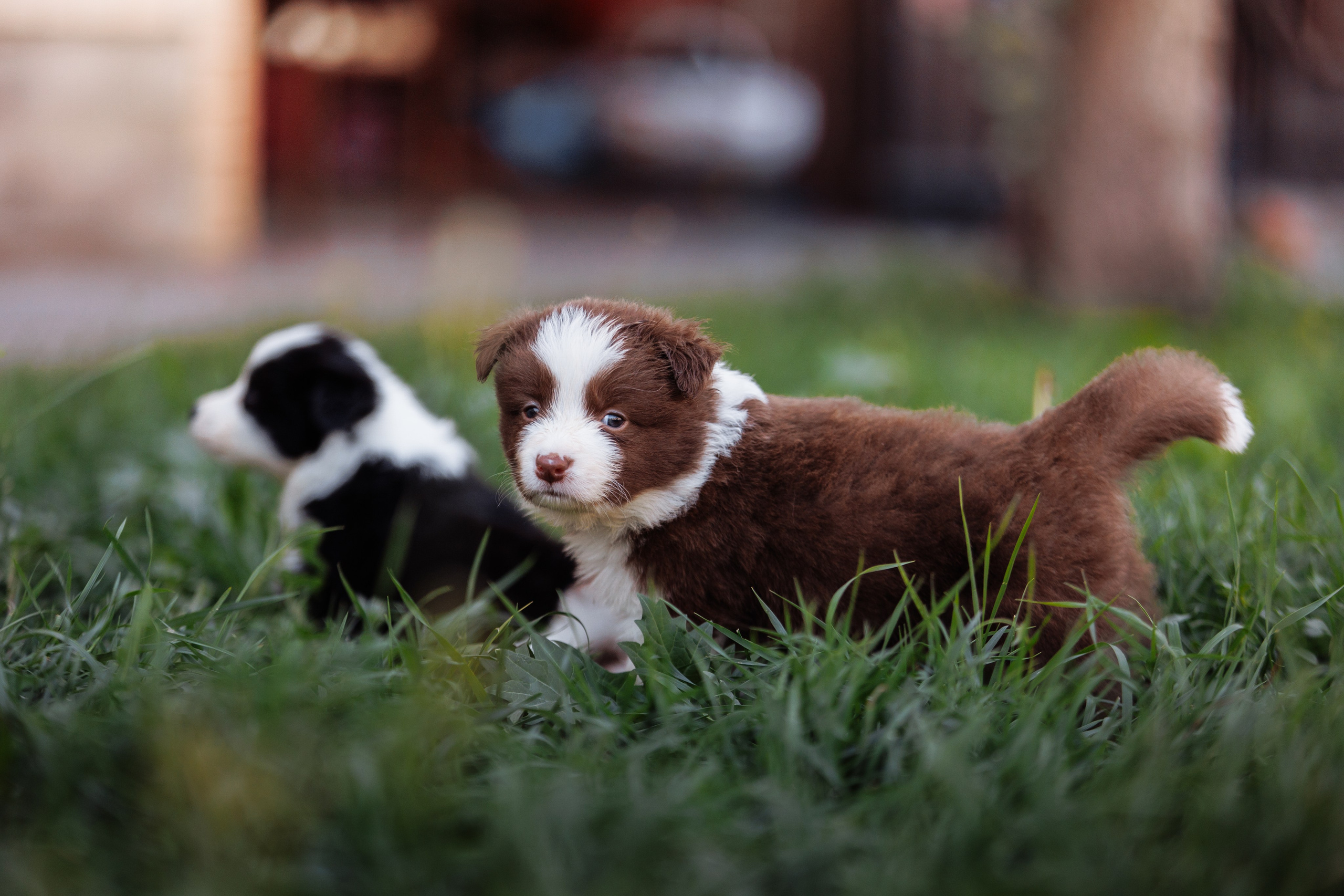 МММ — маленькое мягкое милое. О нас