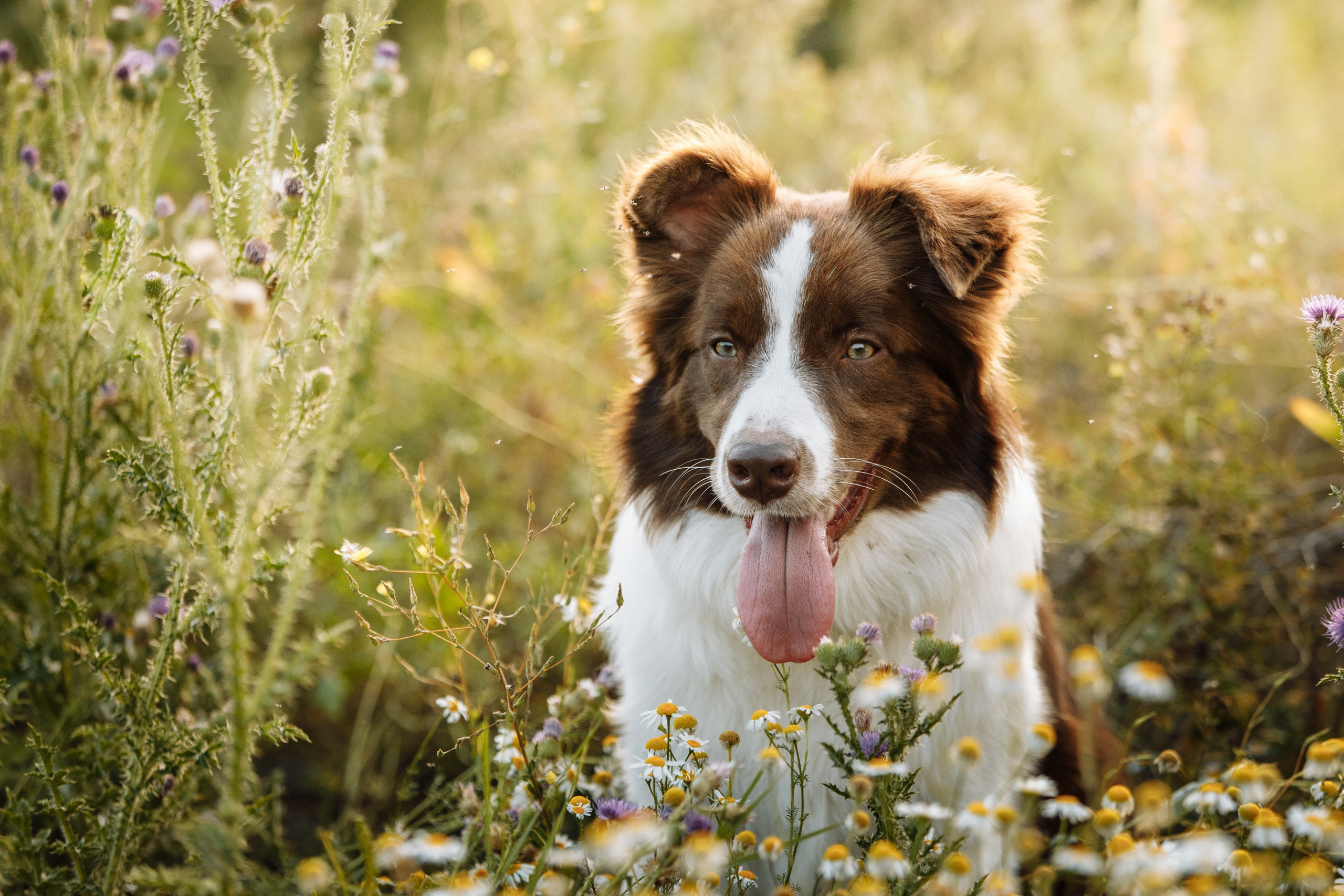 Овечий день. О нас