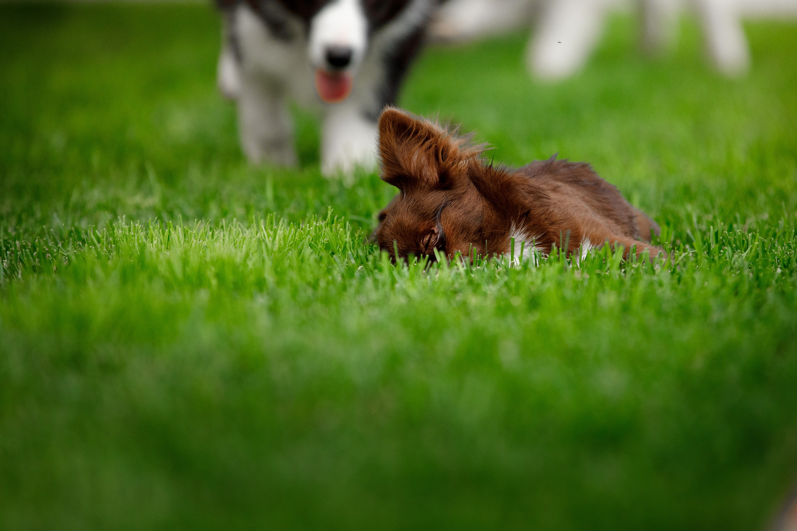 Болтовня в саду. О нас
