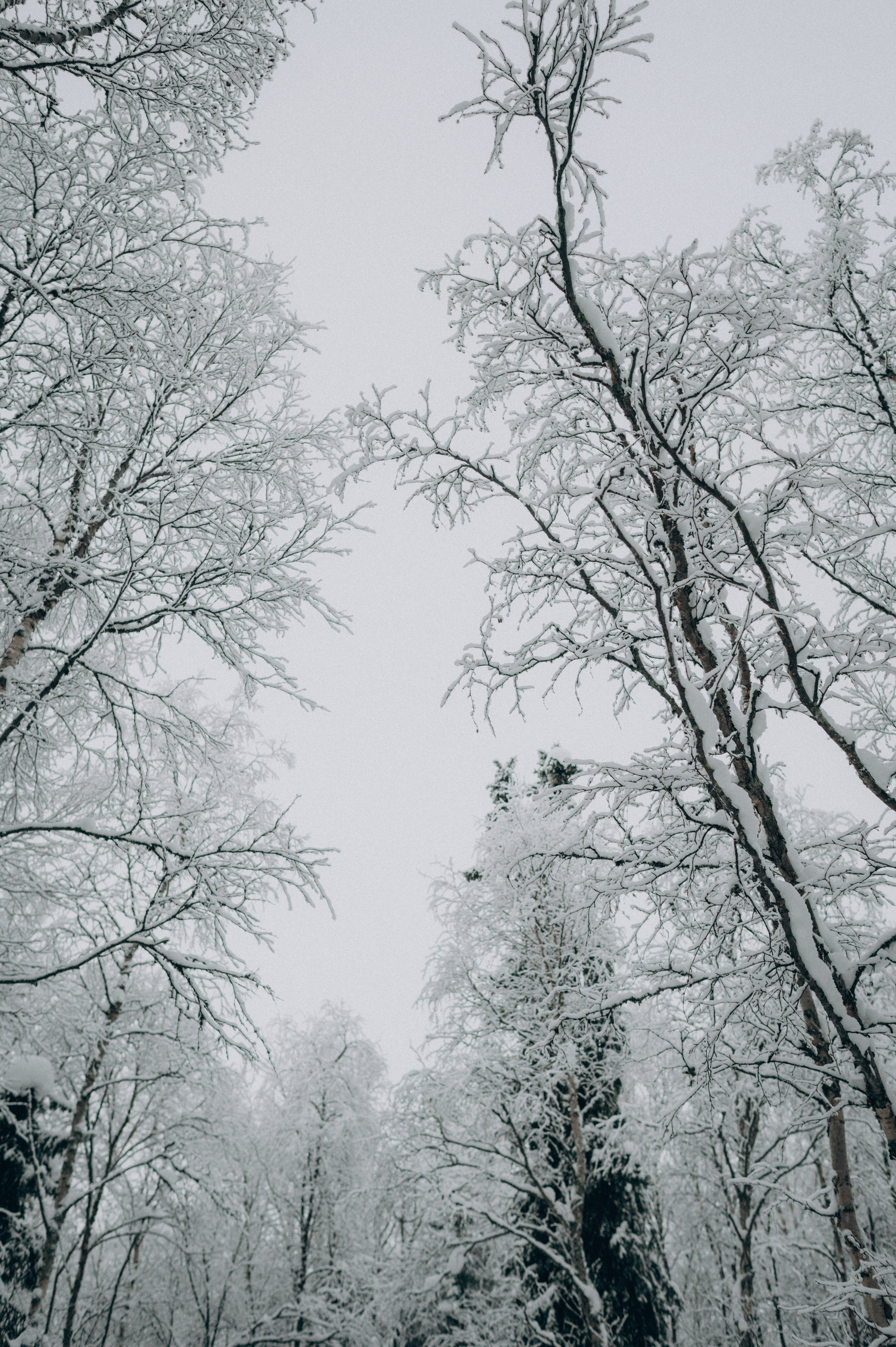 Хаски-терапия. Фотограф Наталья Могилевская Мурманск Териберка Сейдозеро Рыбачий