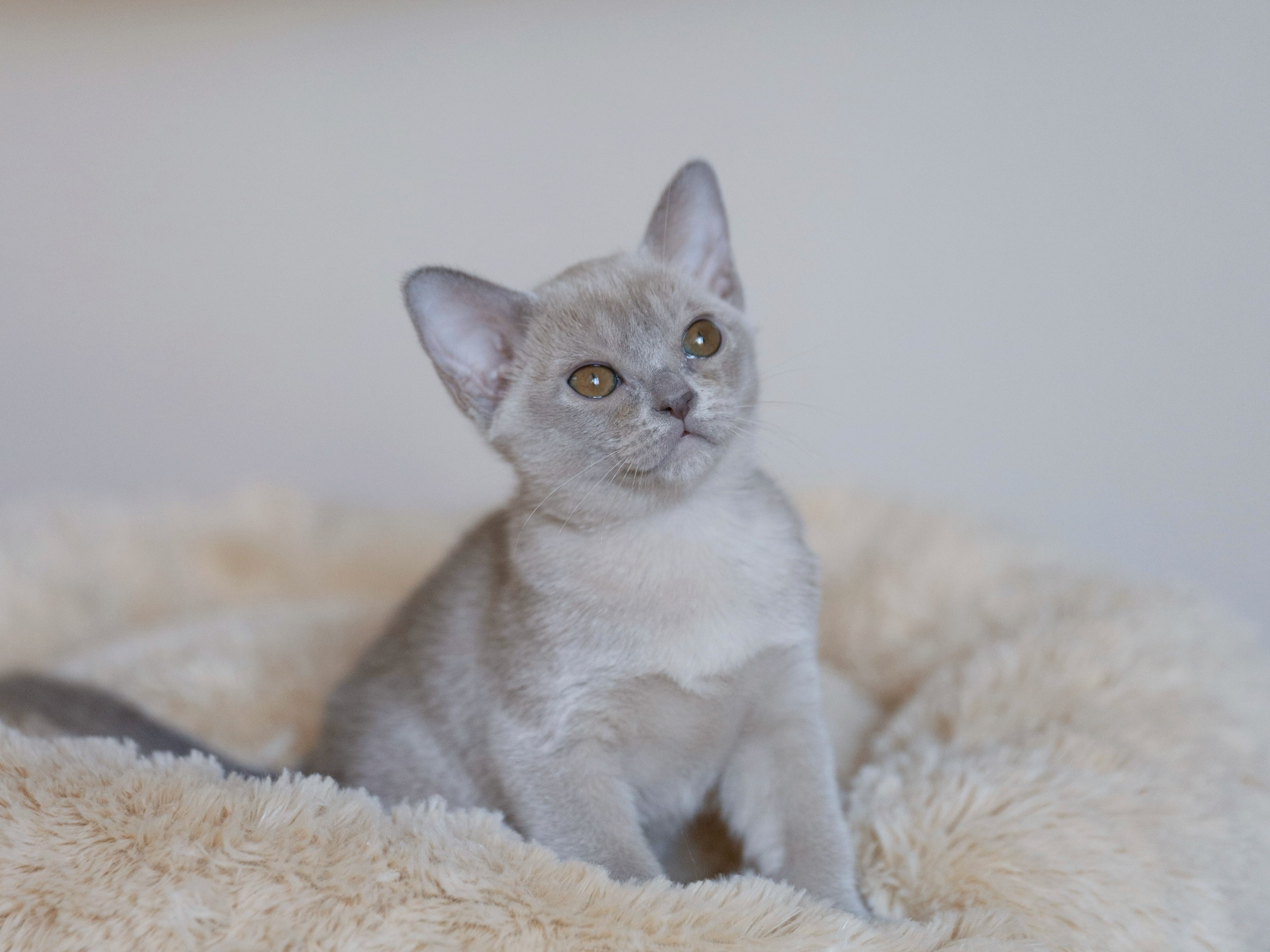 В. Питомник «Bouncy Life»