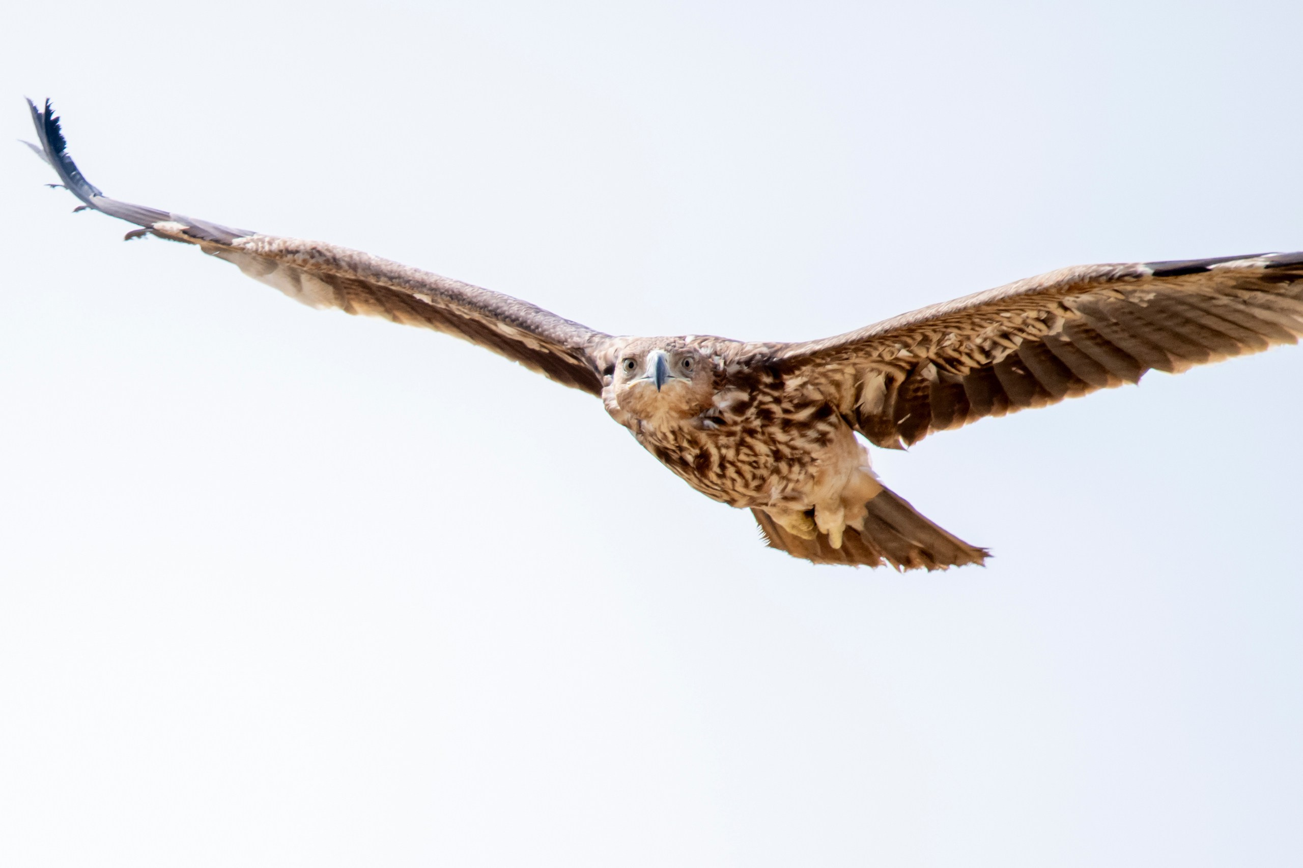 Природа Дагестана, сентябрь 2024. Foto-Zuev фотография как искусство