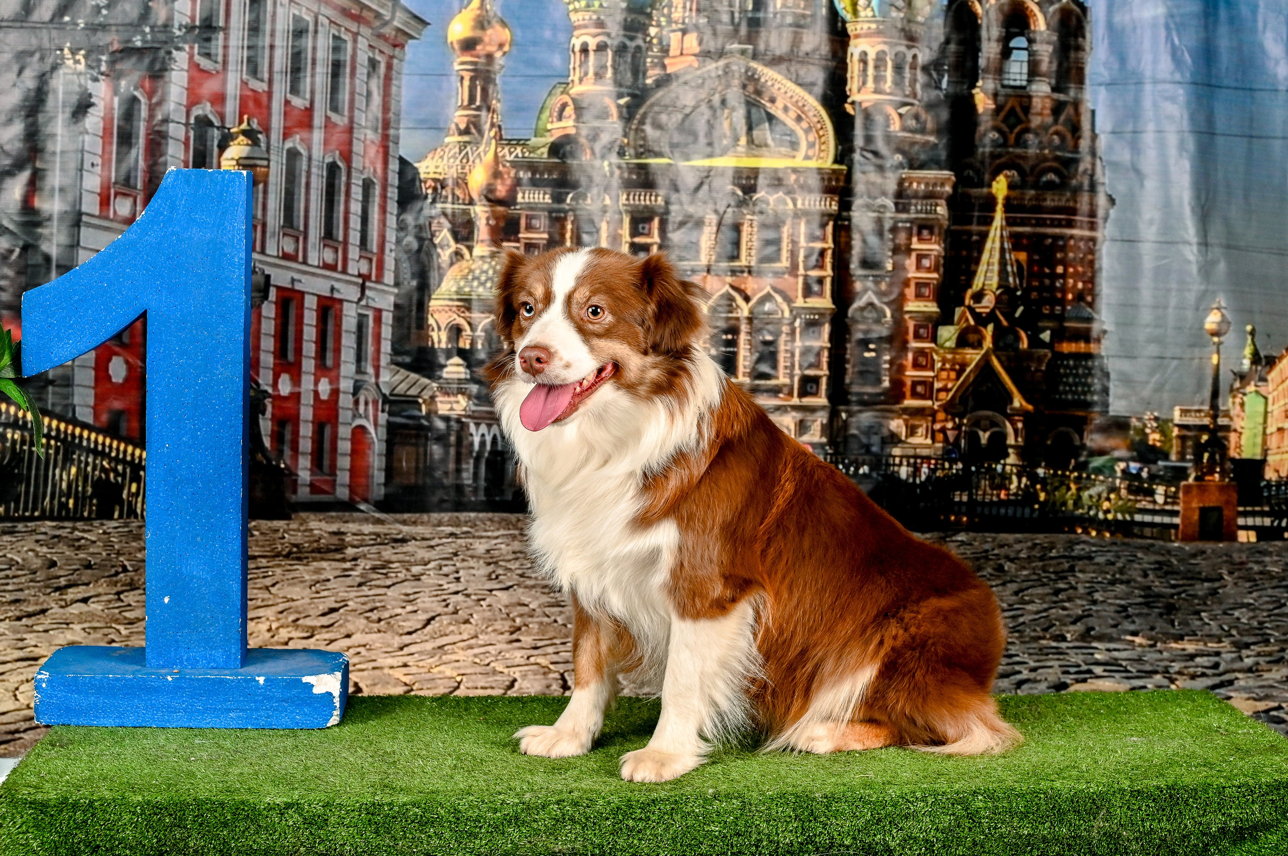 Выставка Клубы «Фауна» и «Догсити» 21-22 Июня 2025 «Пёсбург». Фотограф-анималист в СПб