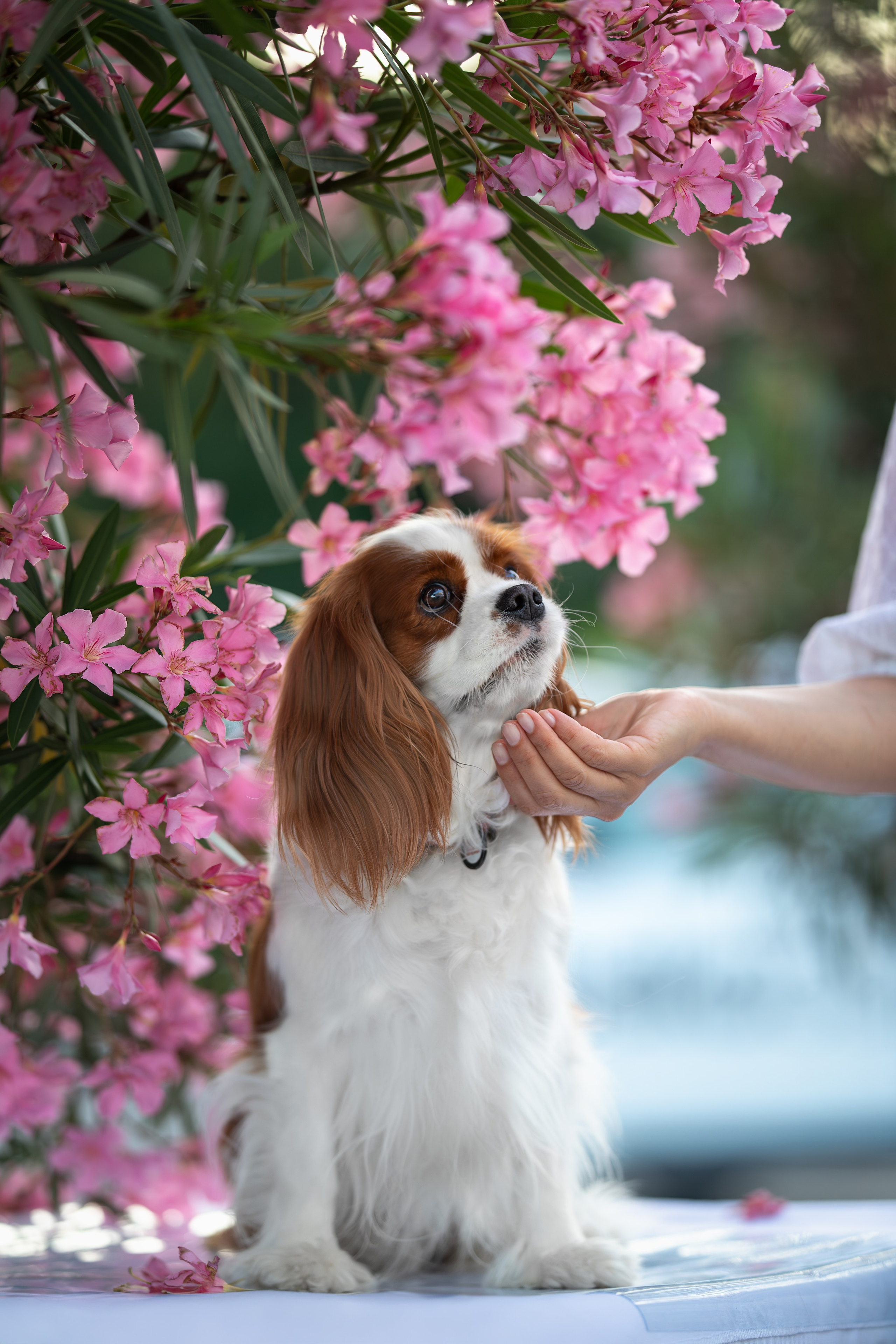 Нюша, Кавалер Кинг Чарльз Спаниель. Ирина Голомб|Фотограф-анималист в  Сочи и Калининграде