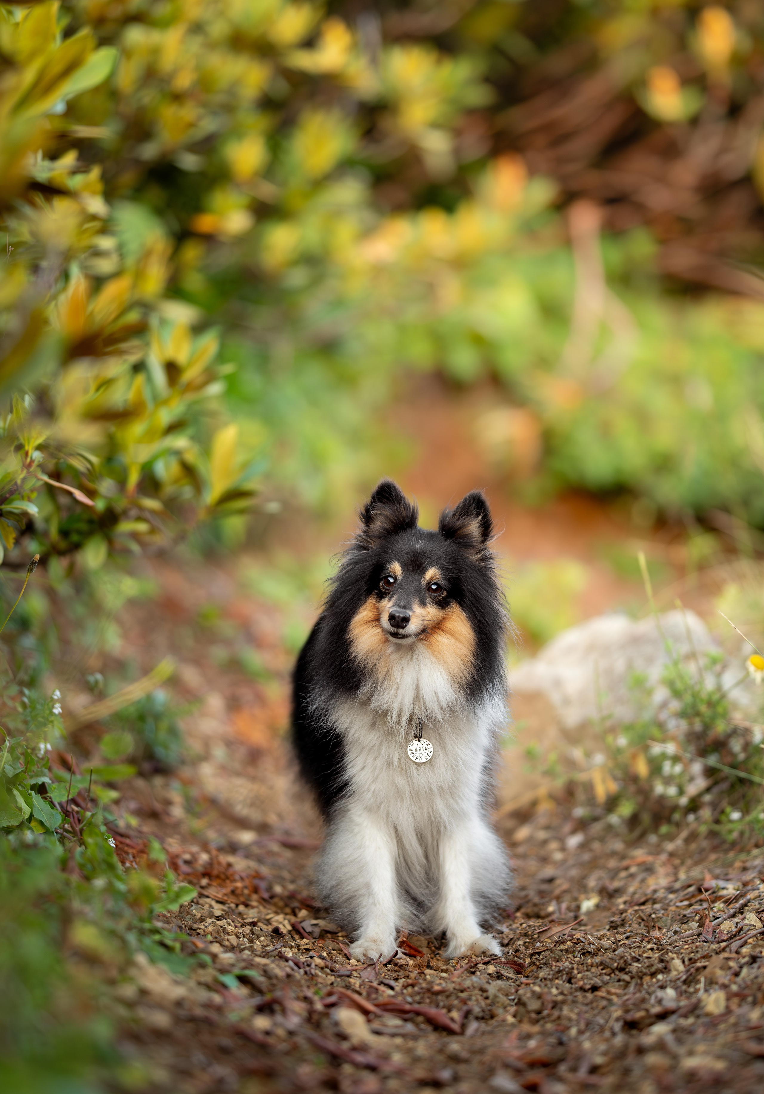 Мята, Шелти. Ирина Голомб|Фотограф-анималист в  Сочи и Калининграде