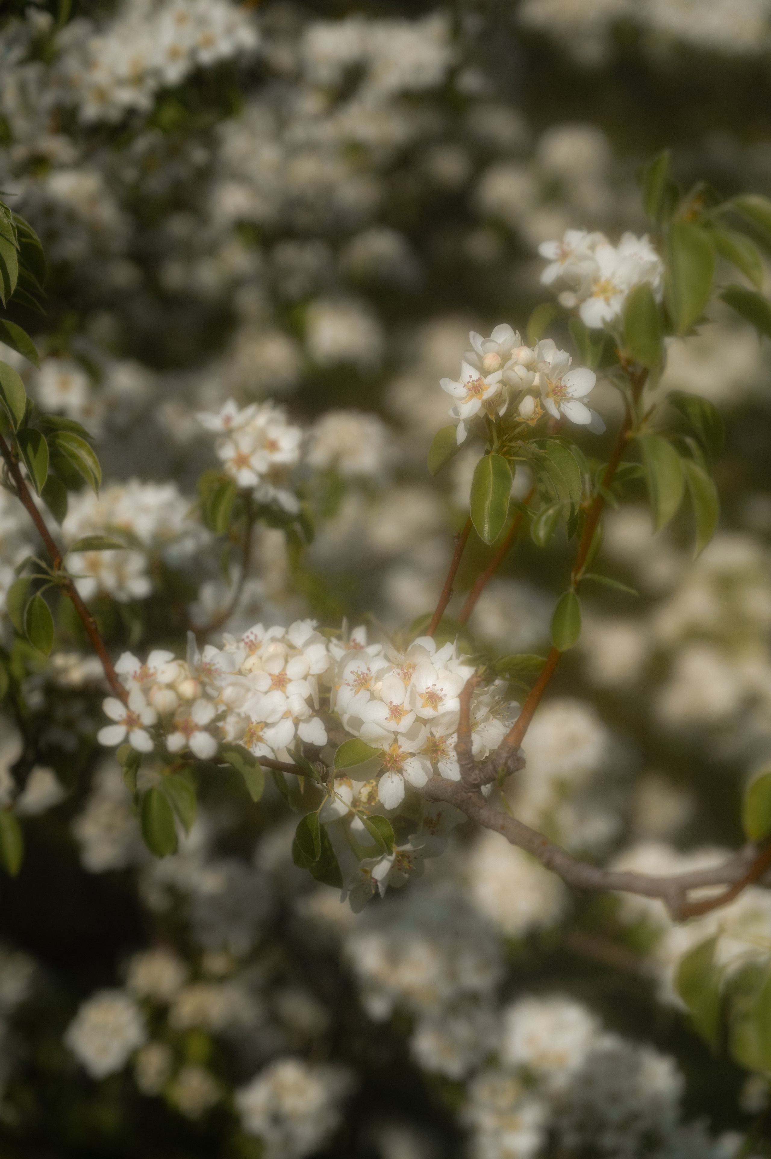 Цветущий сад. Семейный и свадебный фотограф в Самаре