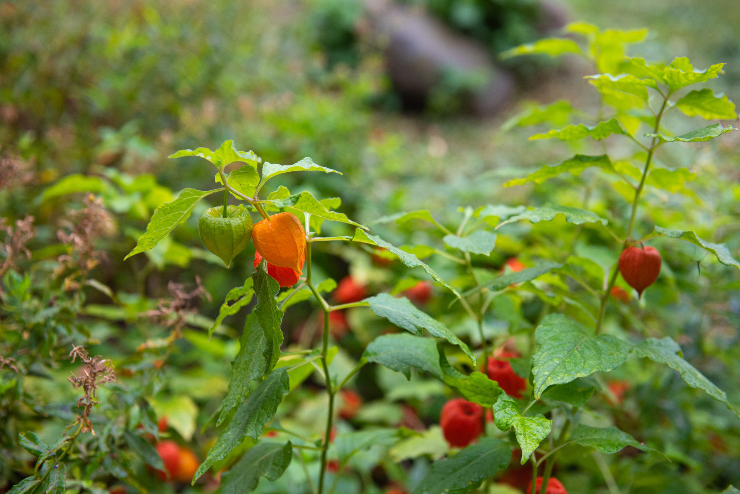 Великий Новгород. Портретный и архитектурный фотограф в Москве и Санкт-Петербурге