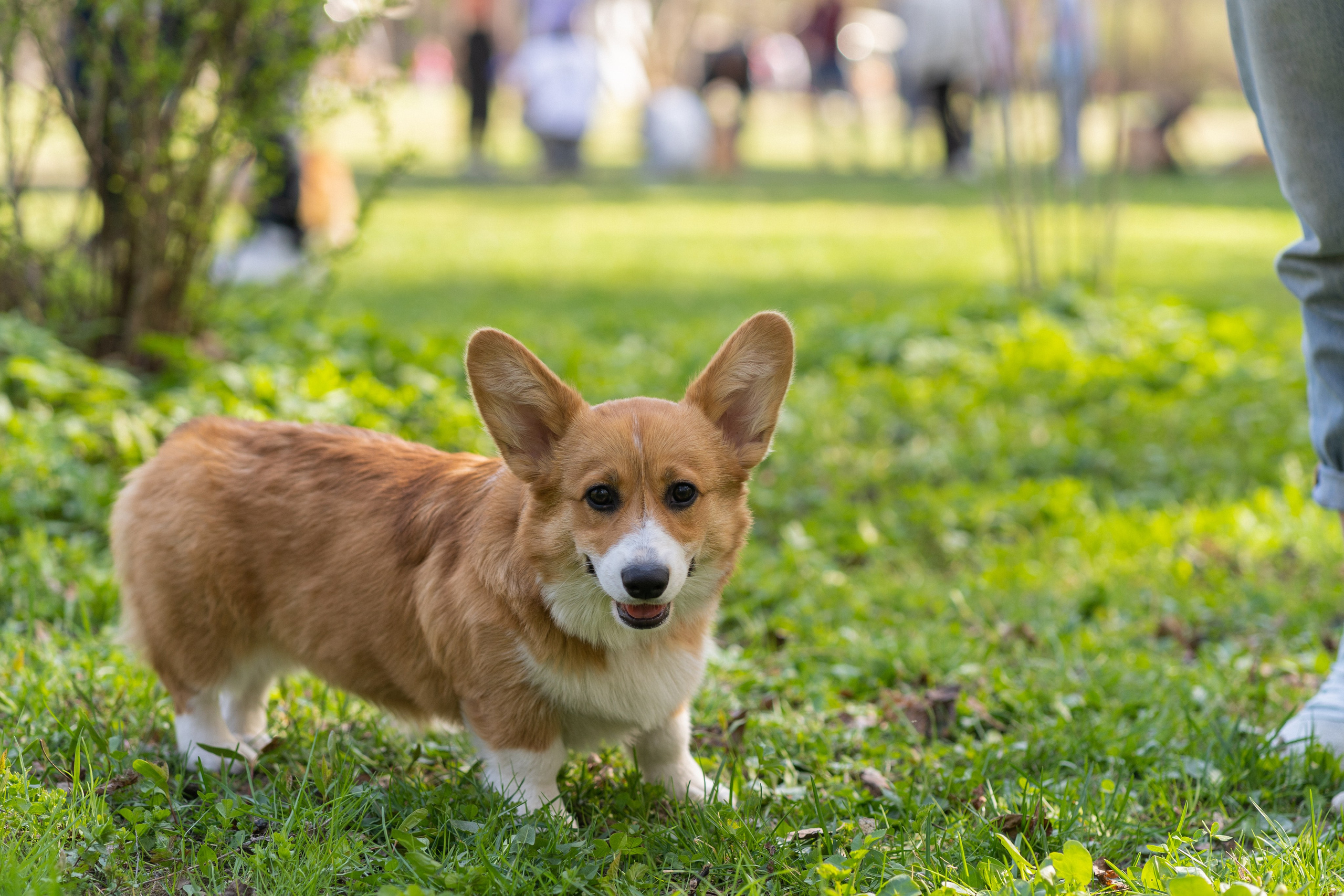 Саша, Настя, Луна. Свадебный фотограф в Москве Анна Полушина