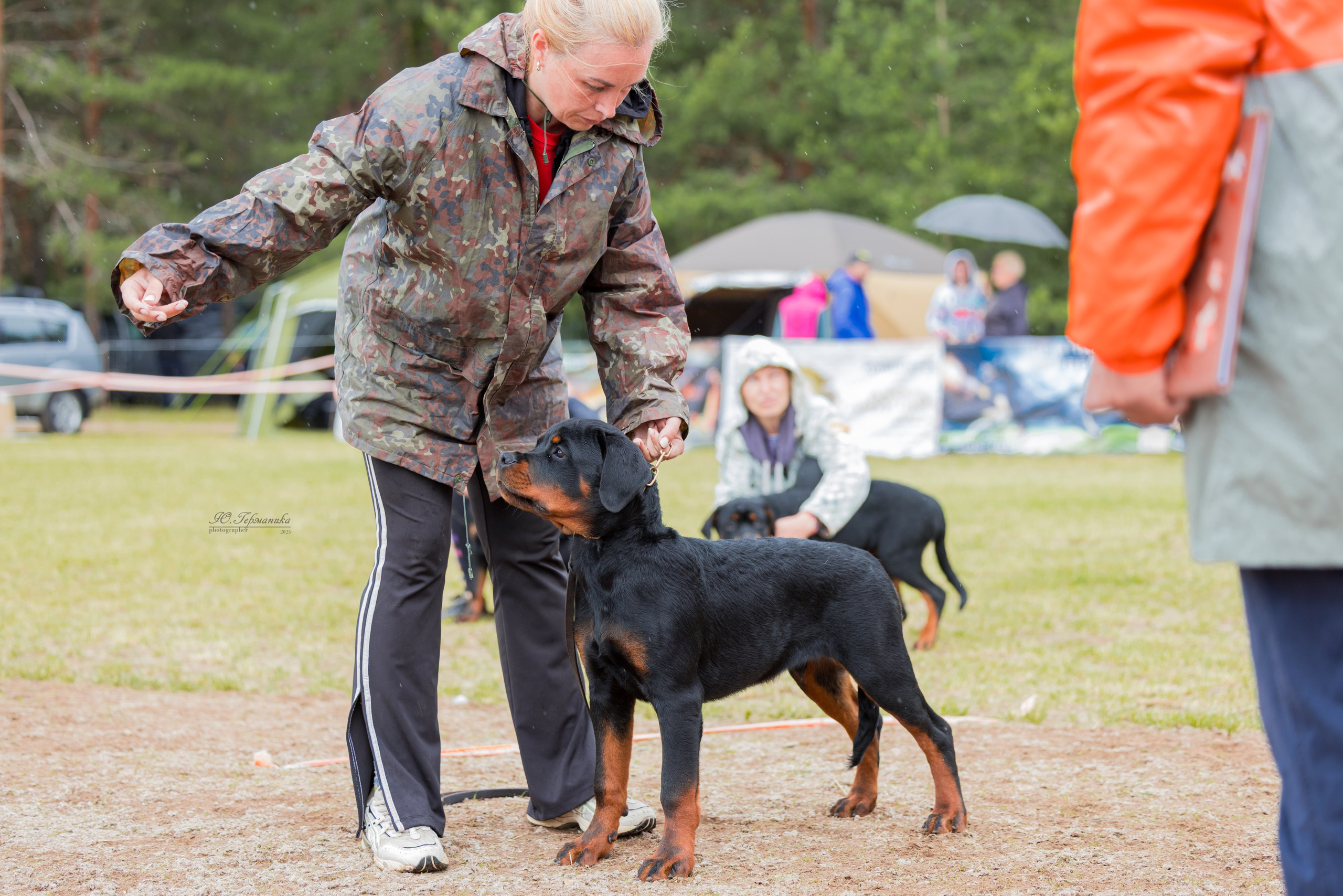 Тверь ротвейлеры 5-6.07.2025. Фотограф-анималист Юлия Германика