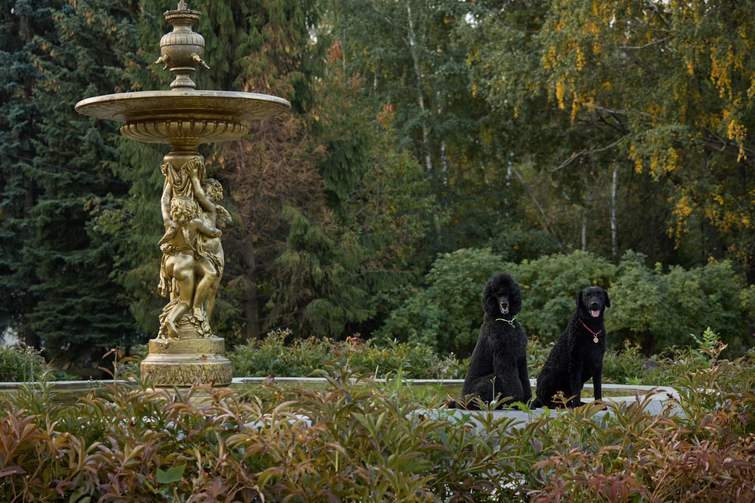 Альбина. Марфа и Мистик. Прогулка в парке. Фотограф анималист в Казани Алина Сулейманова. Фотограф животных