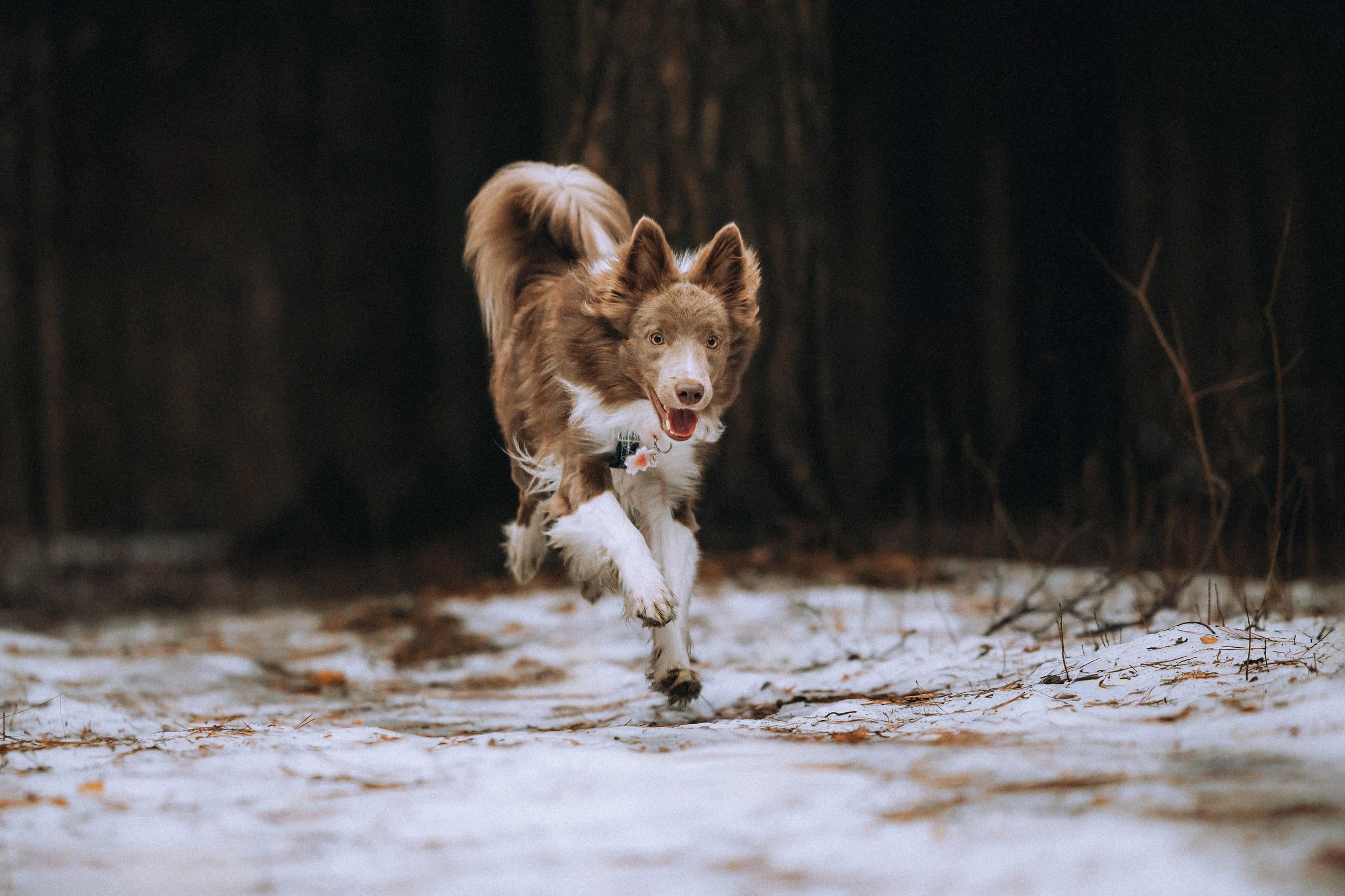 Полина, Милли и Паддингтон