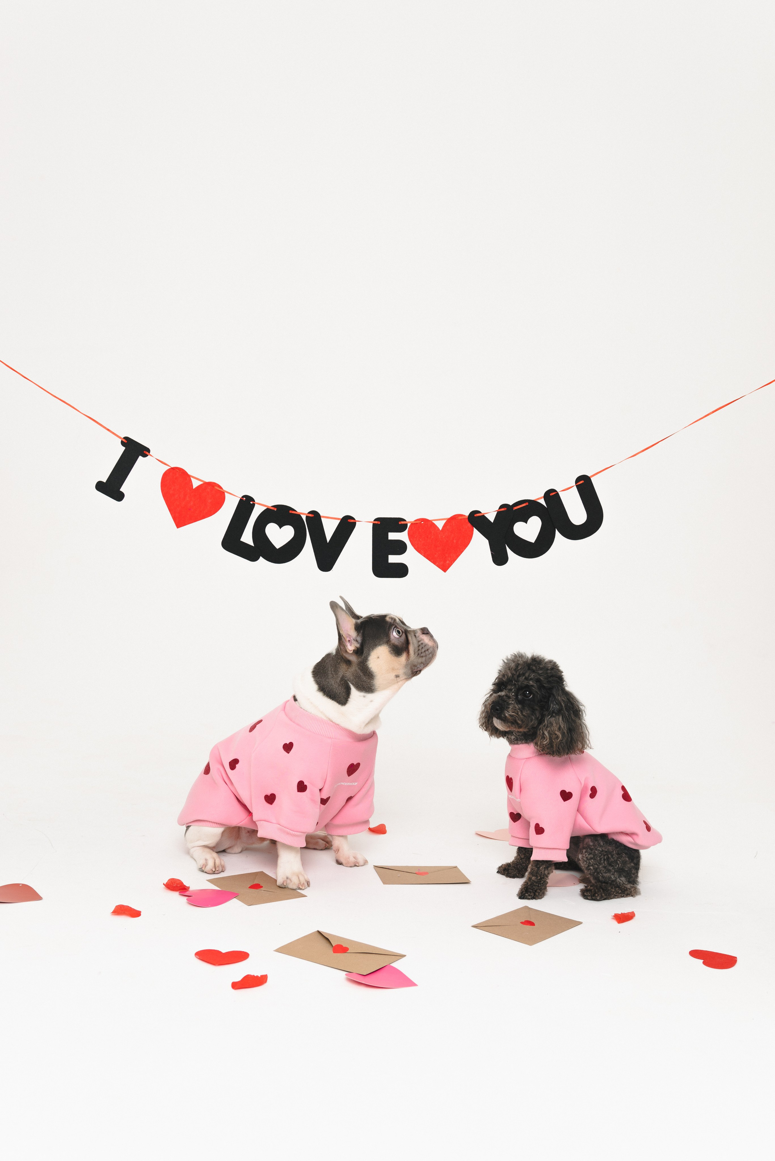 Pets. Фотограф в Москве Daria Lens