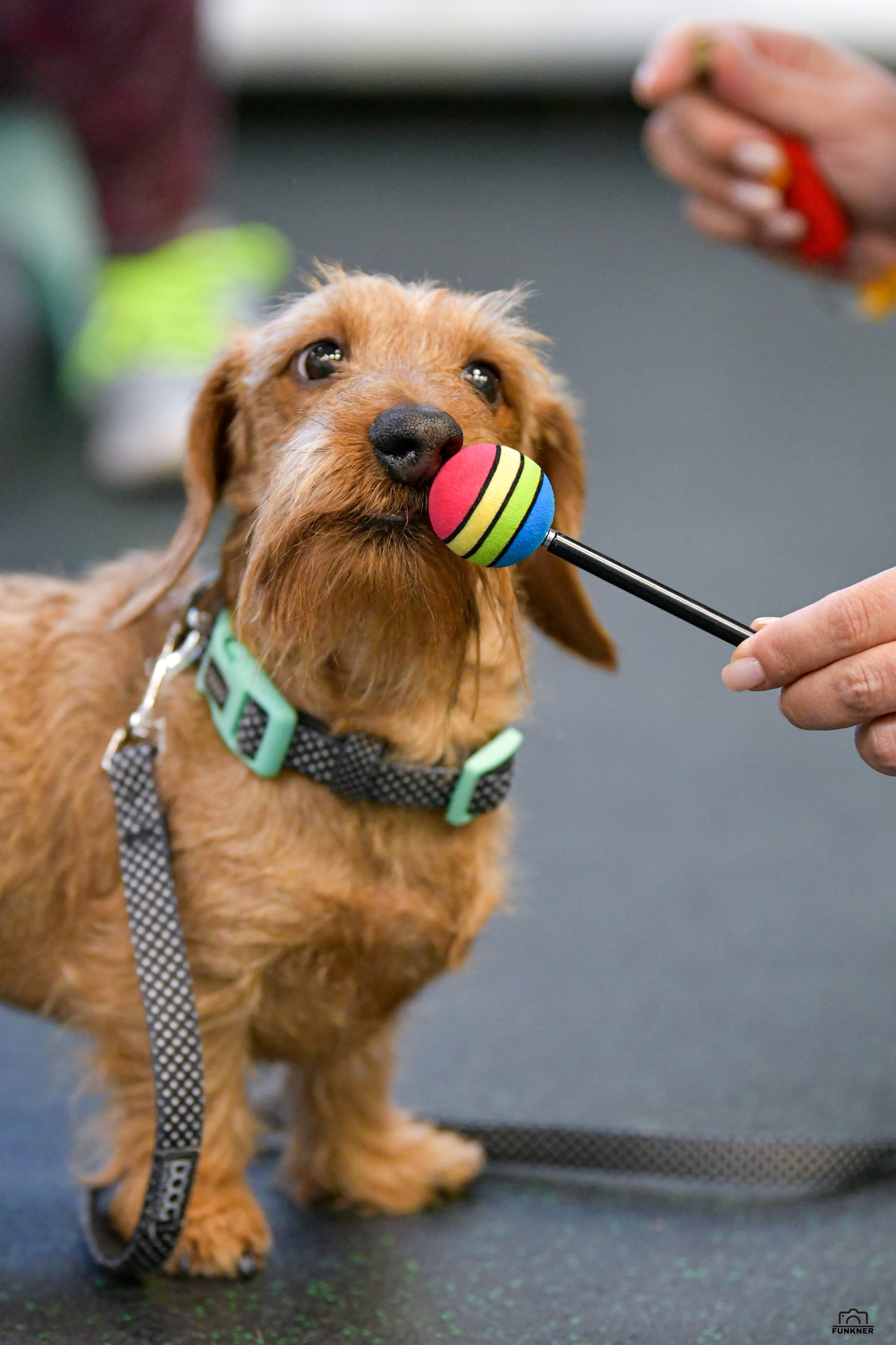 Кинологический клуб «Бодрый хвост». Свой взгляд через объектив