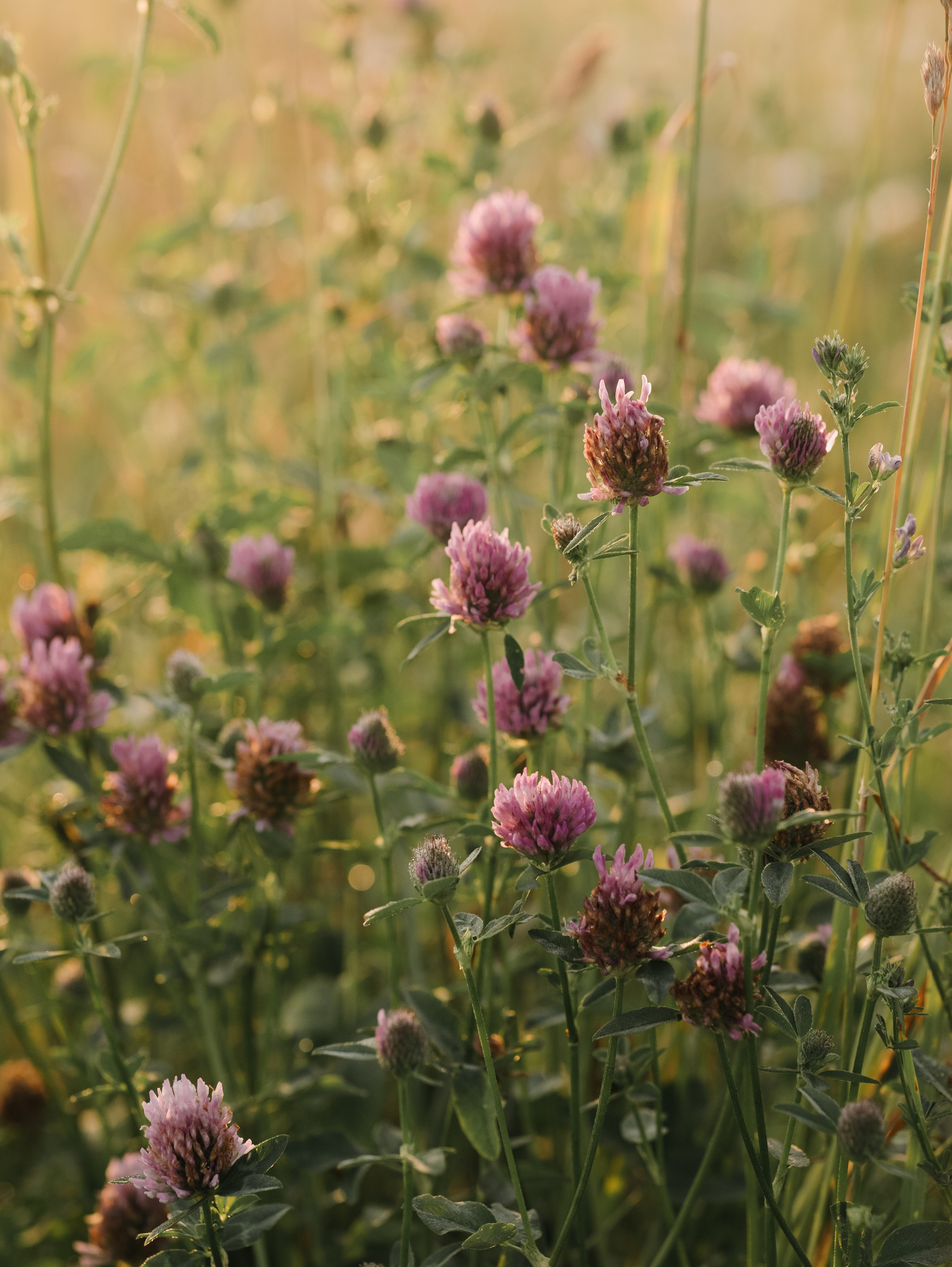 Матушка Софья. Алёна Стерхова — Предметный и портретный фотограф. Ижевск