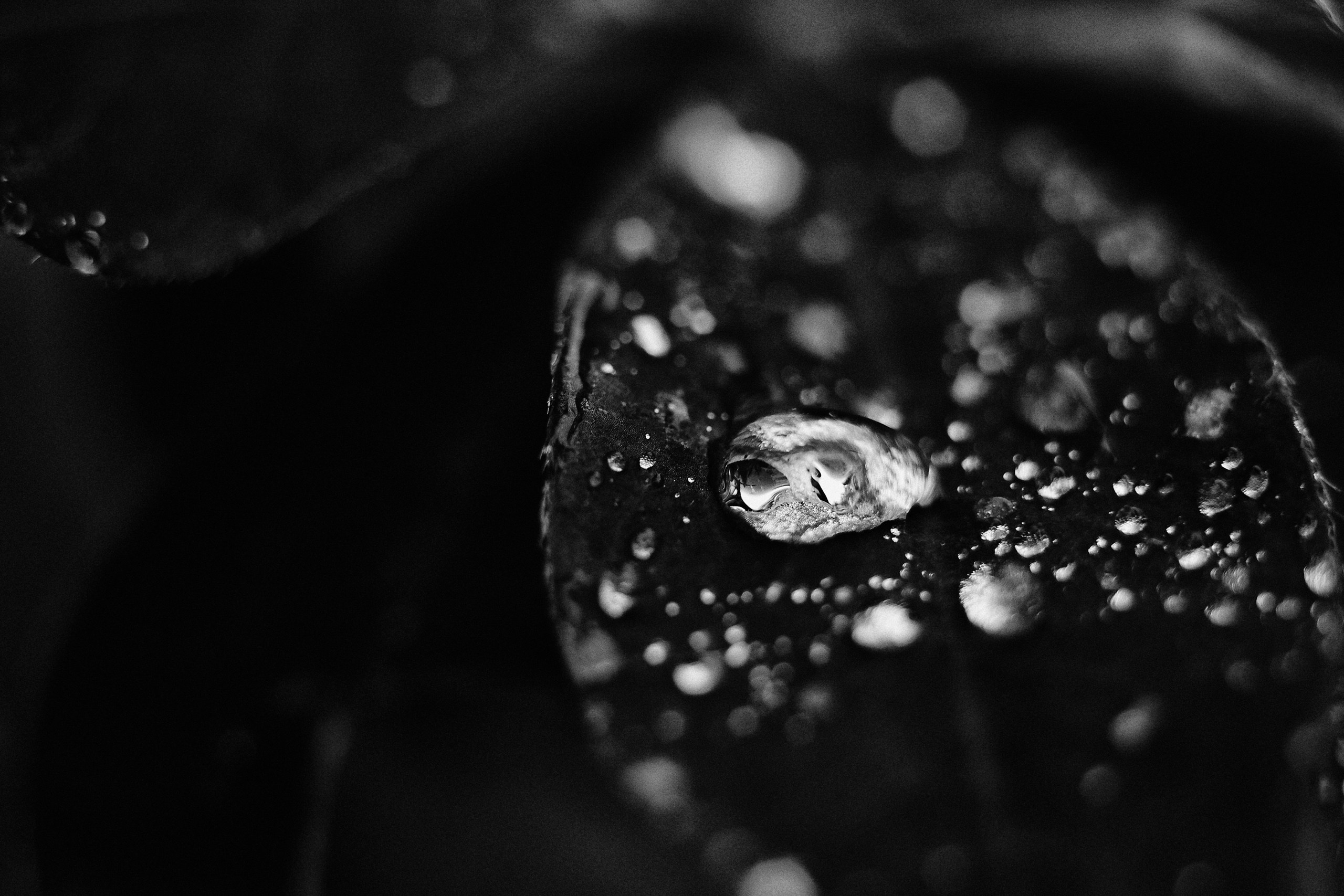 Art пейзаж. Фотограф Анастасия Федорова  Санкт-Петербург