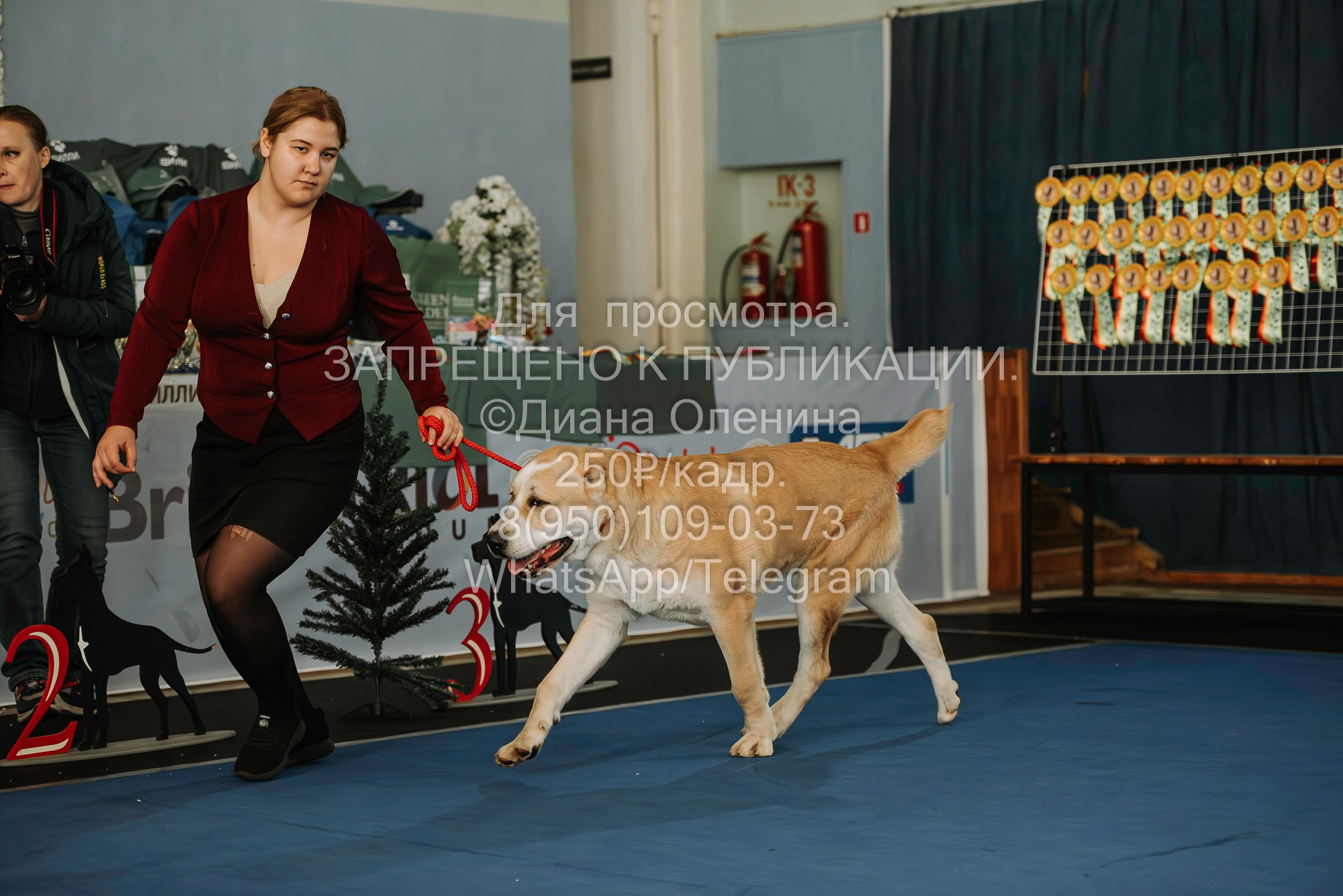 Выставка собак Красноярск 29.10.2023. Фотограф Диана Оленина Красноярск / Братск