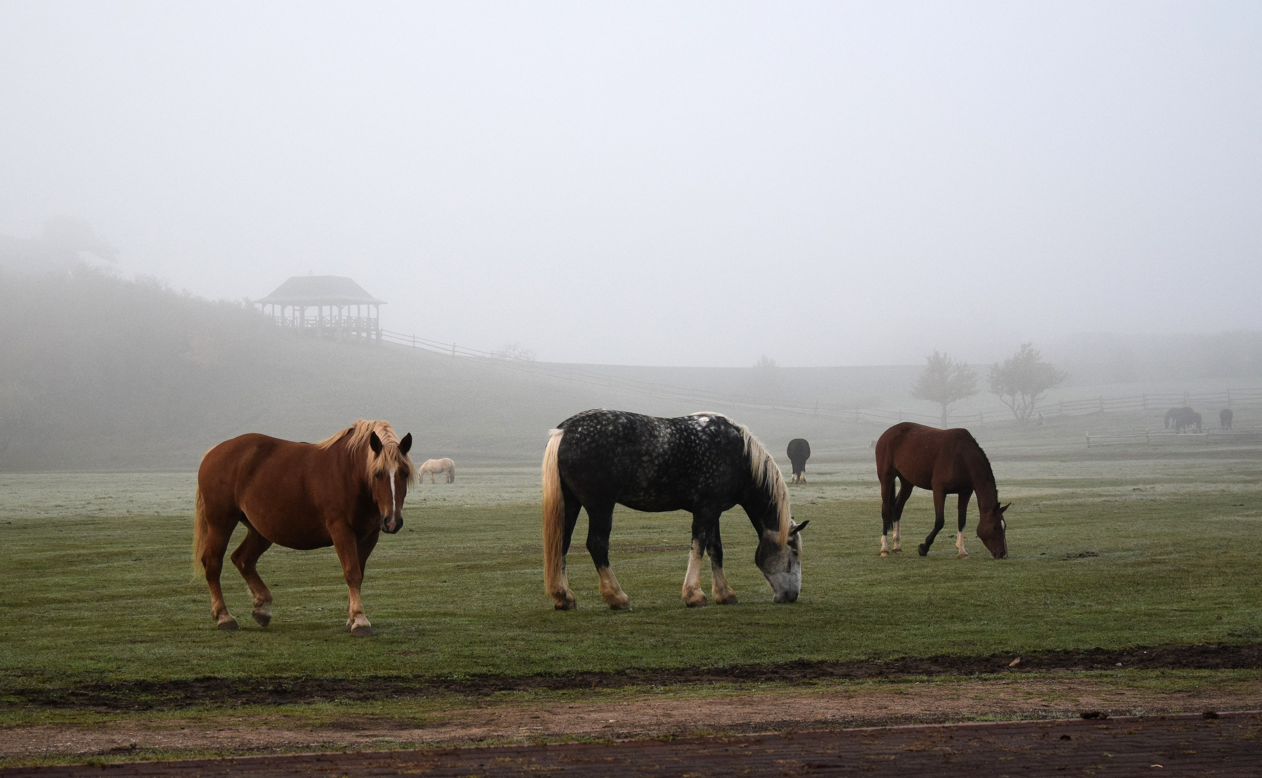 Кудыкина гора. Конный фотограф в Саратове Юлия Иванова
