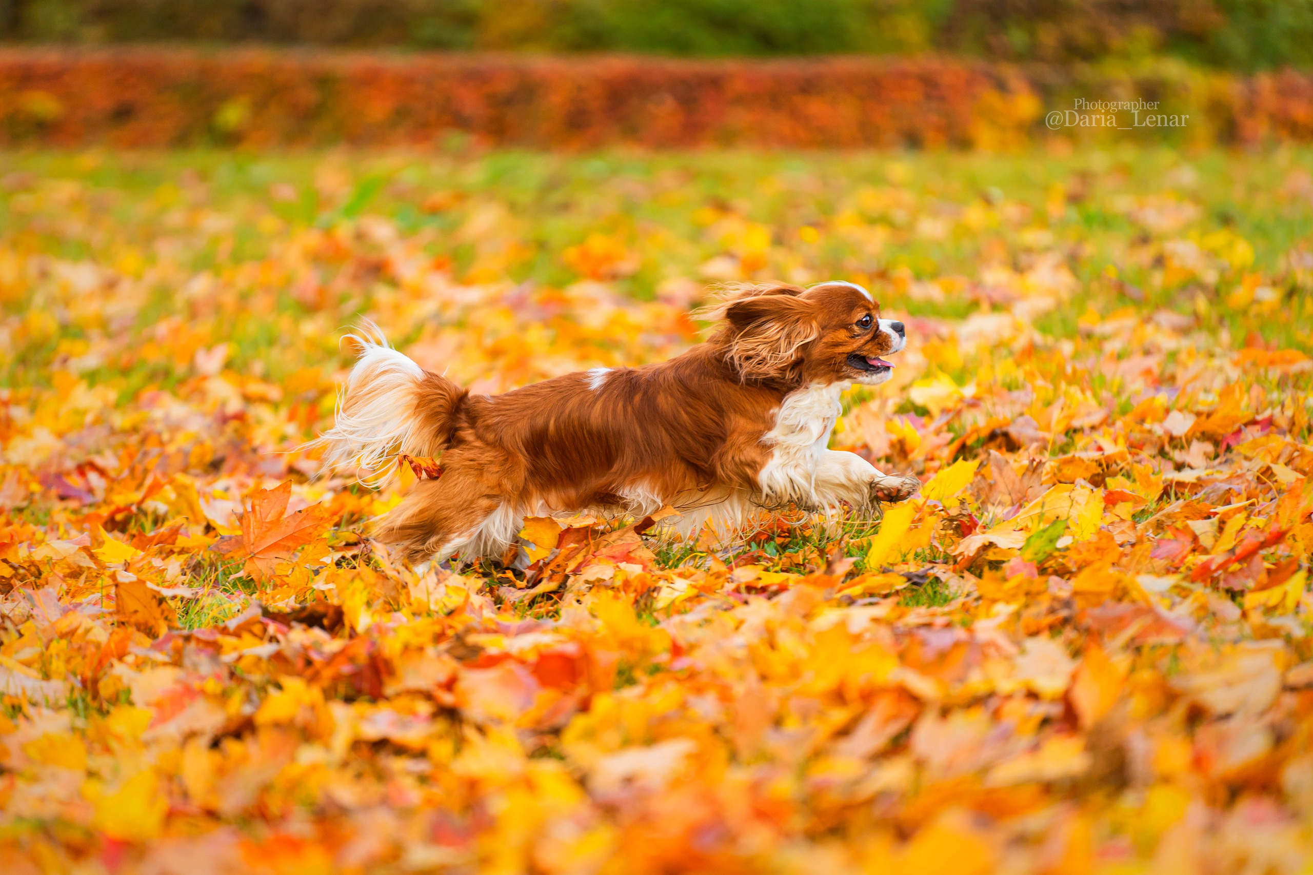 Выставки собак. Фотограф в Москве Ленарская Дарья