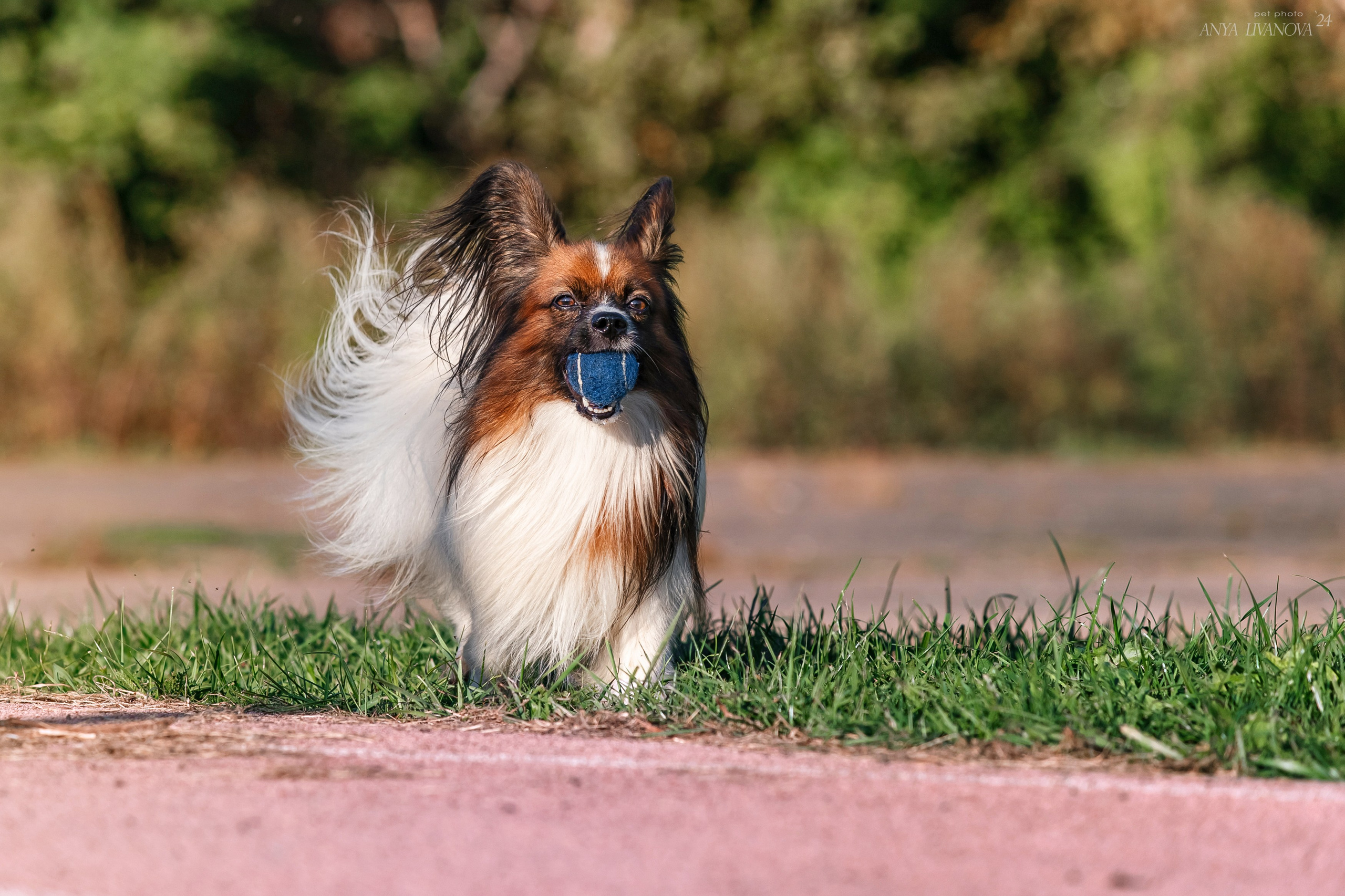 Ралли обидиенс. Фотограф анималист Аня Ливанова | Рыбинск