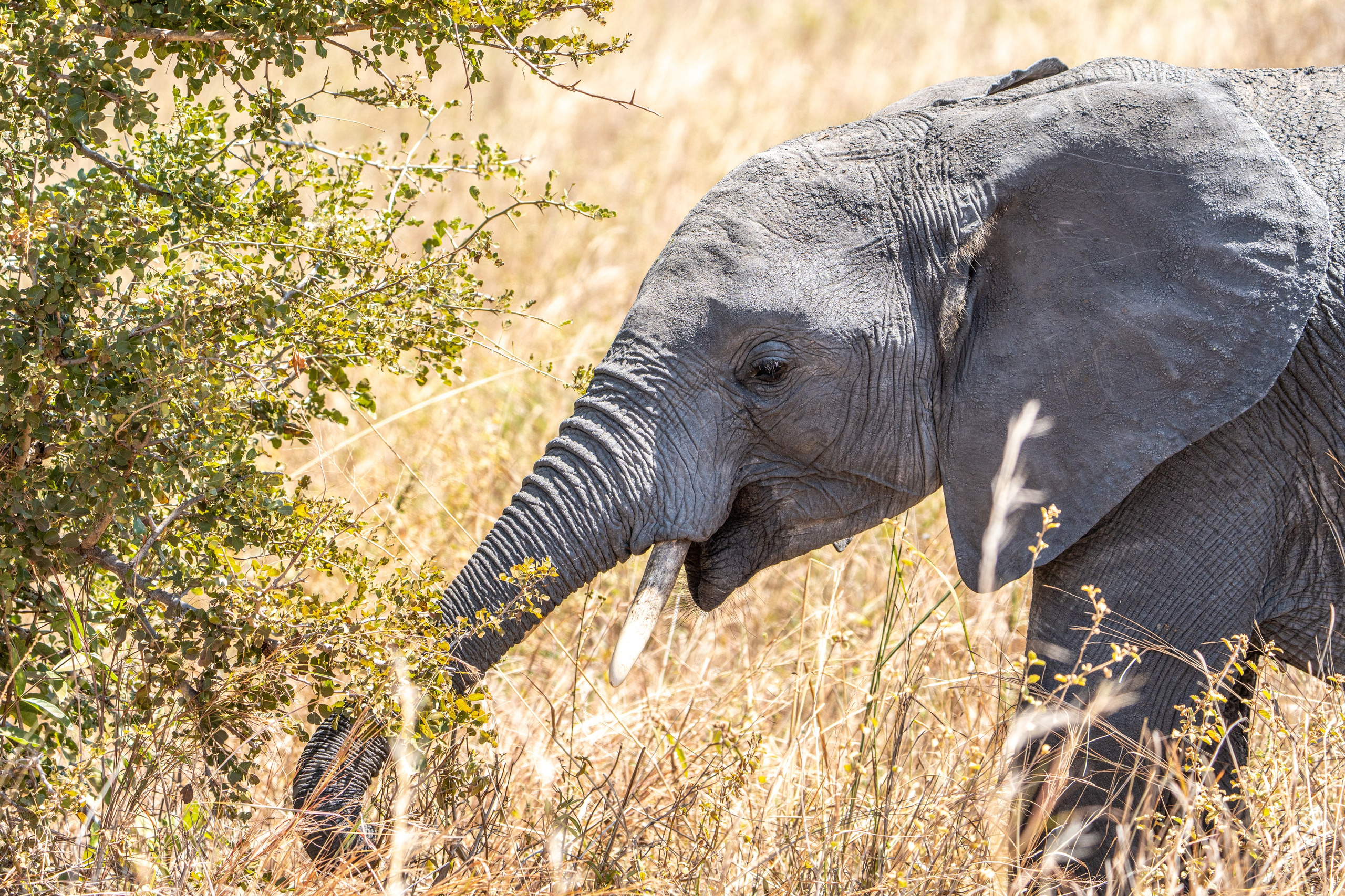 Танзания, сафари, 2025. Творческие сьемки