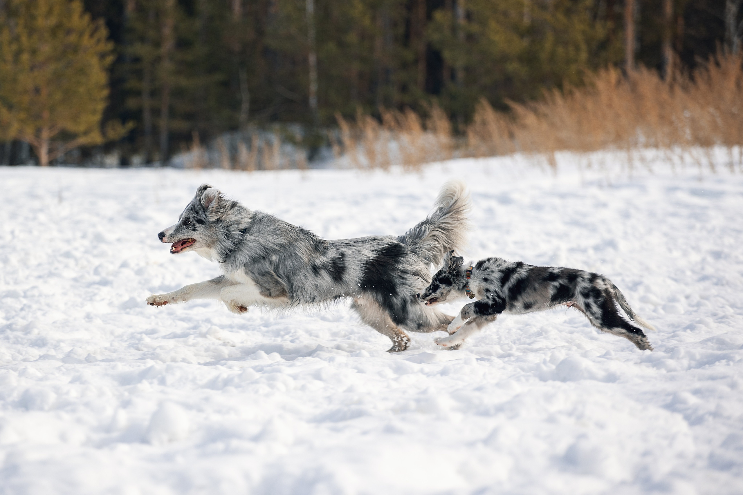 В погоне за снежком…. YULA KOLESOVA | Фотограф — Анималист | Художник | Тюмень