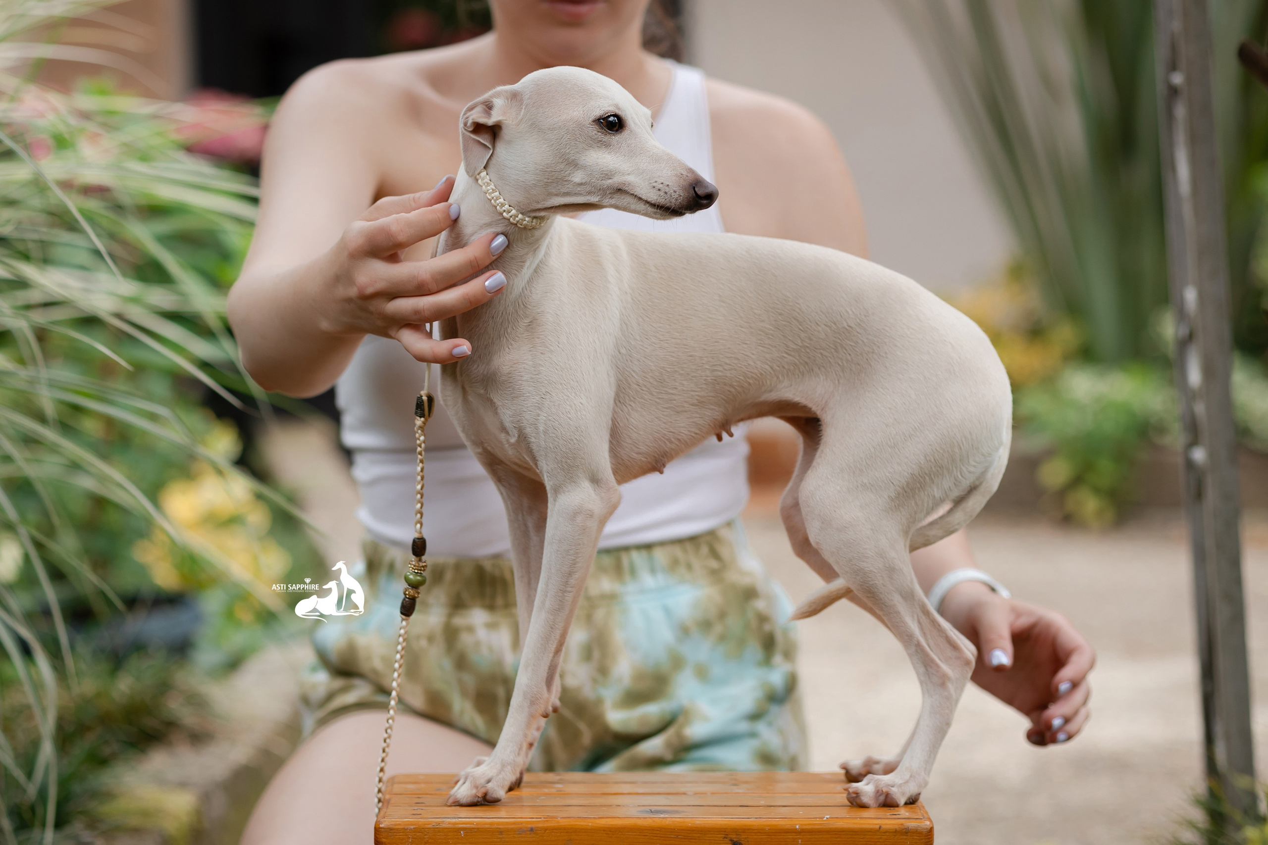 Asti Sapphire Yaasiina Laysan Cerulian. Professional Italian Greyhound Kennel RKF/FCI ASTI SAPPHIRE 💎 Sochi|St. Petersburg