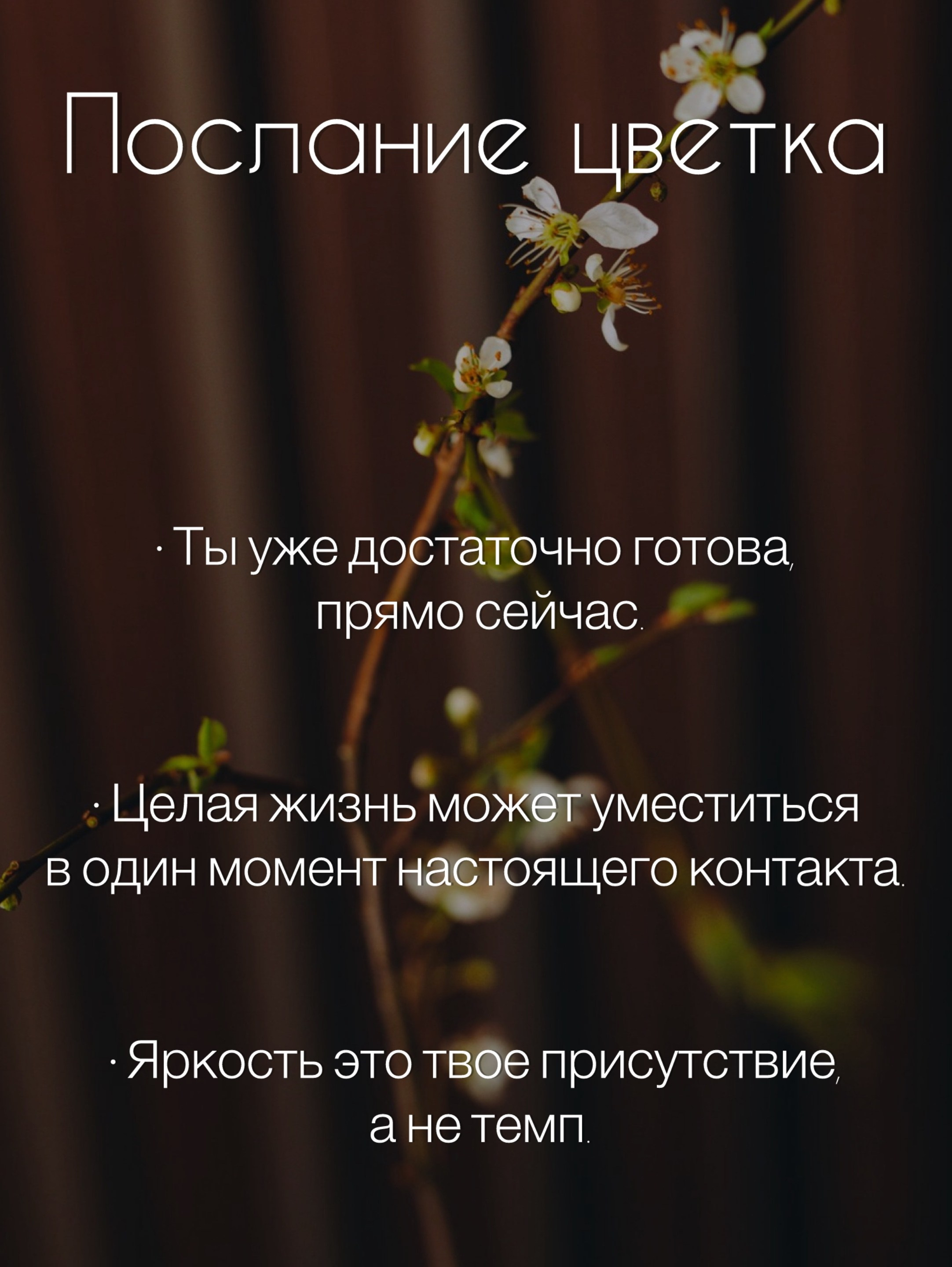Тёмный фон, одна ветка вишни — цветочный портрет, текстовый слайд про послание цветка