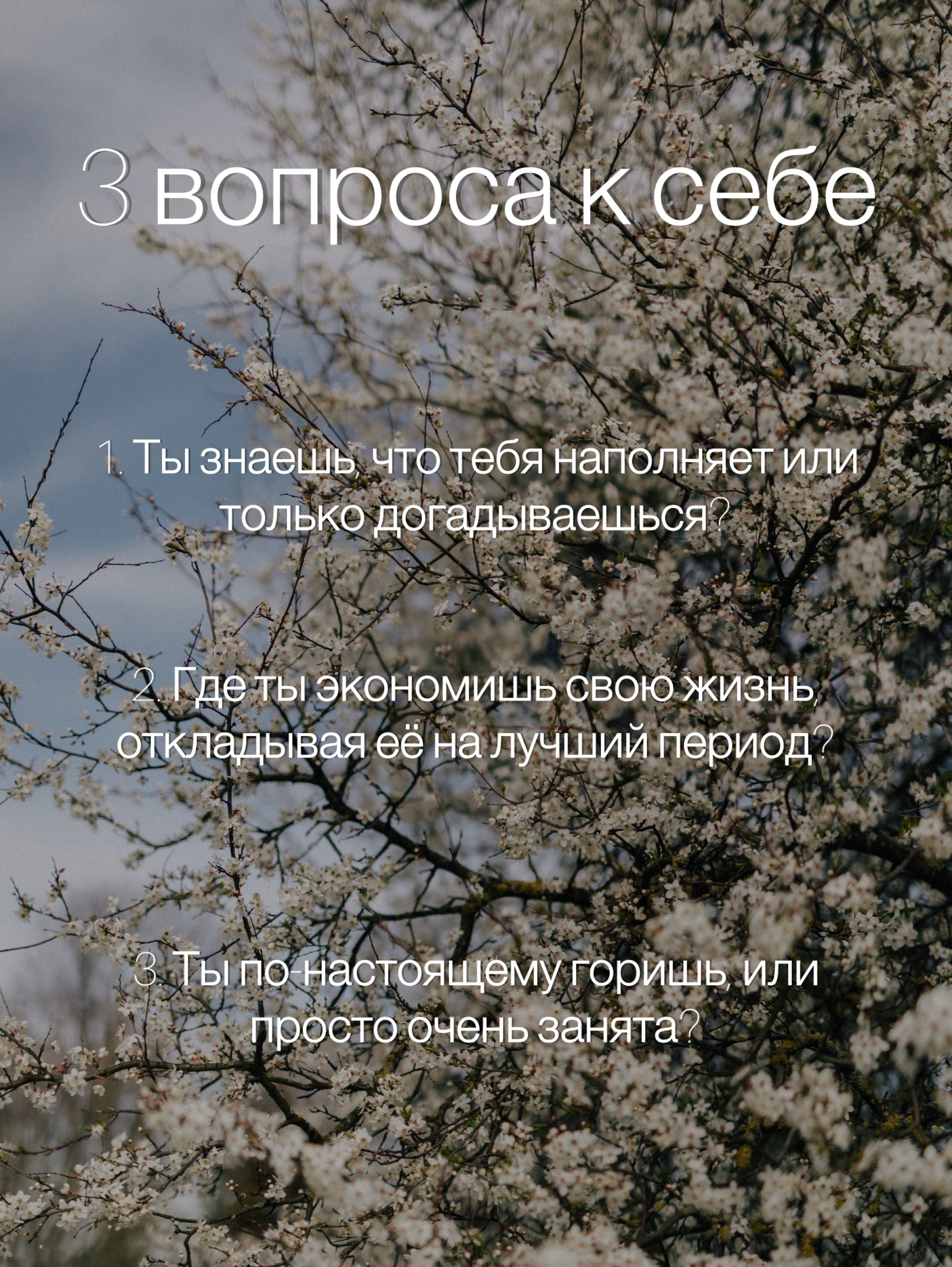 Психологический портрет: цветение вишни — цветочный архетип