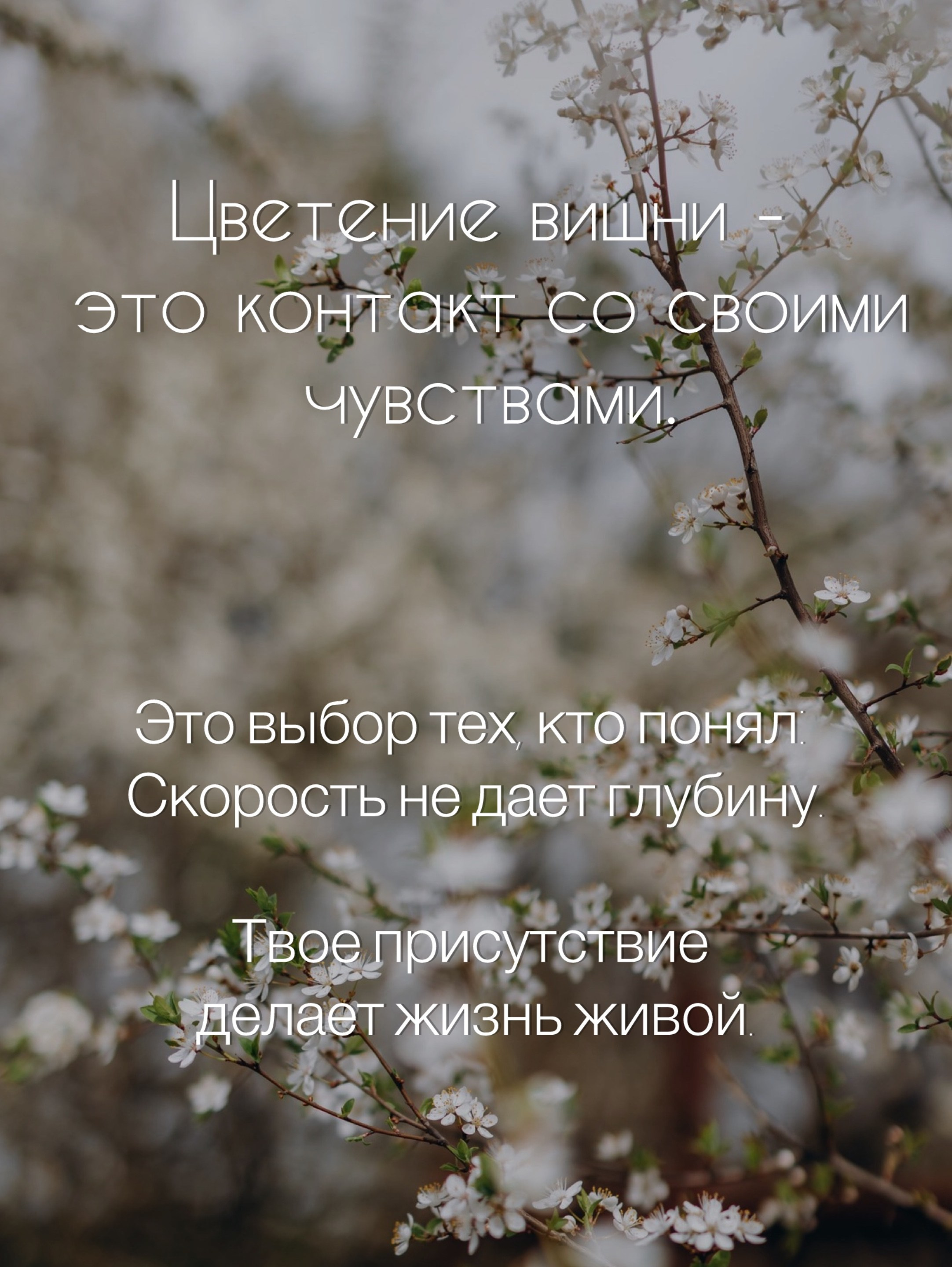 Психологический портрет: цветение вишни — цветочный архетип