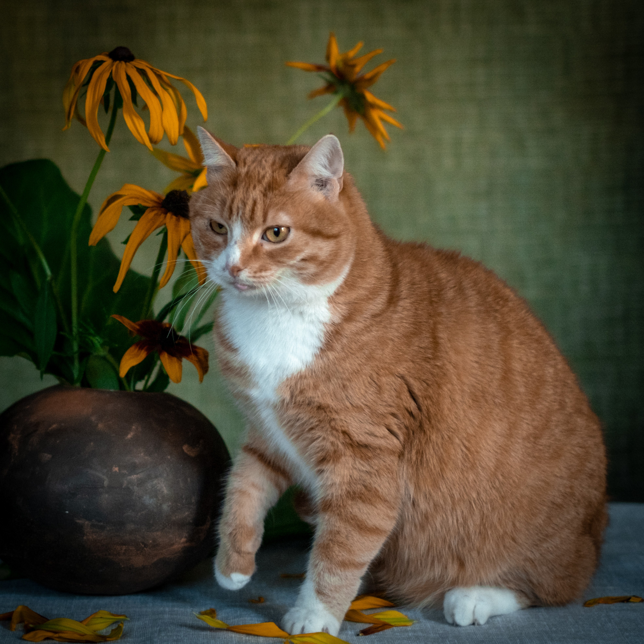 Нюша и Лучик для Антона!. Зоофотограф, фотограф животных в Москве и области Дина Дамоцева