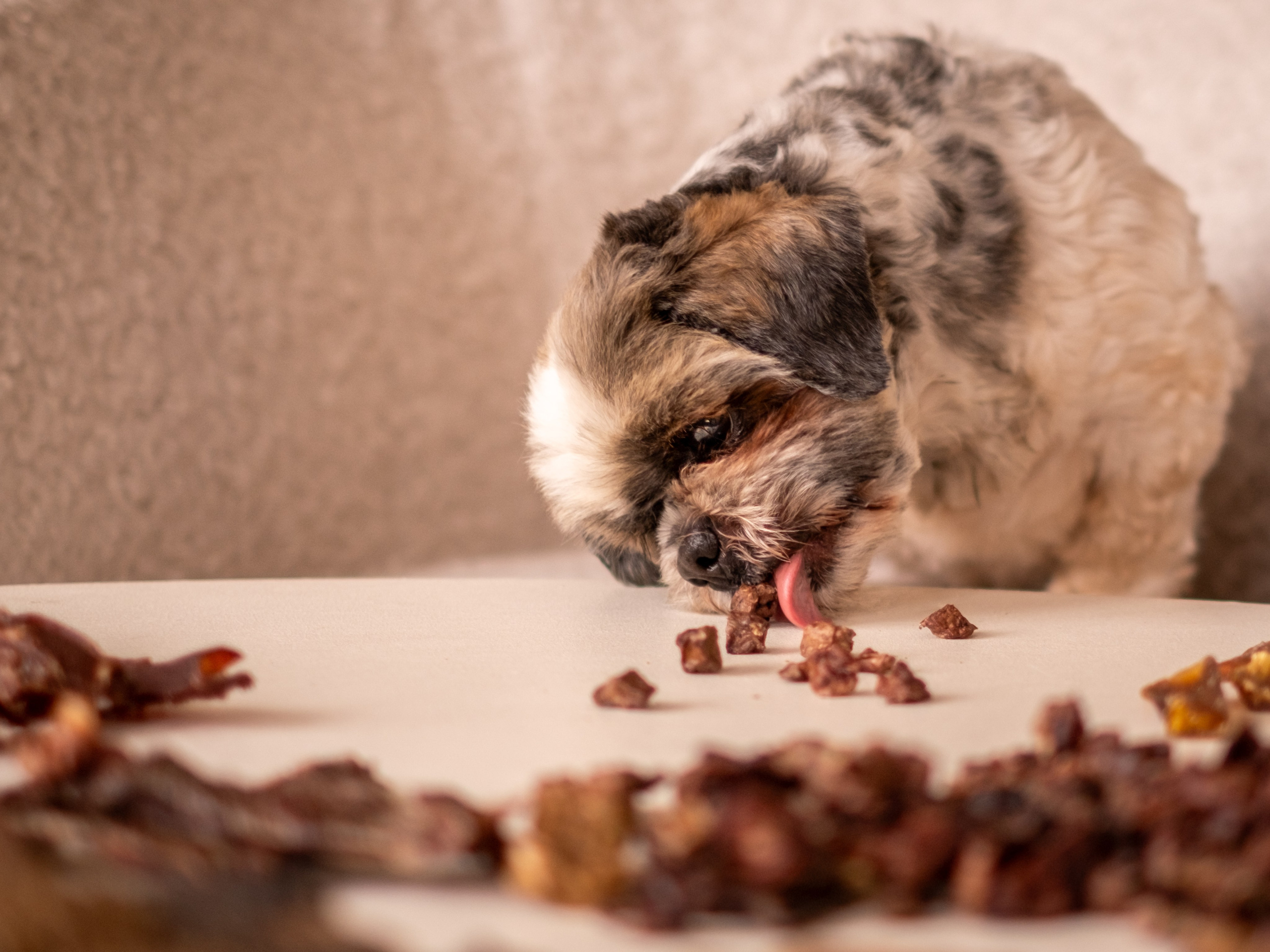 Съёмка для рекламной кампании лакомств для собак (для Григория)!. Зоофотограф, фотограф животных в Москве и области Дина Дамоцева