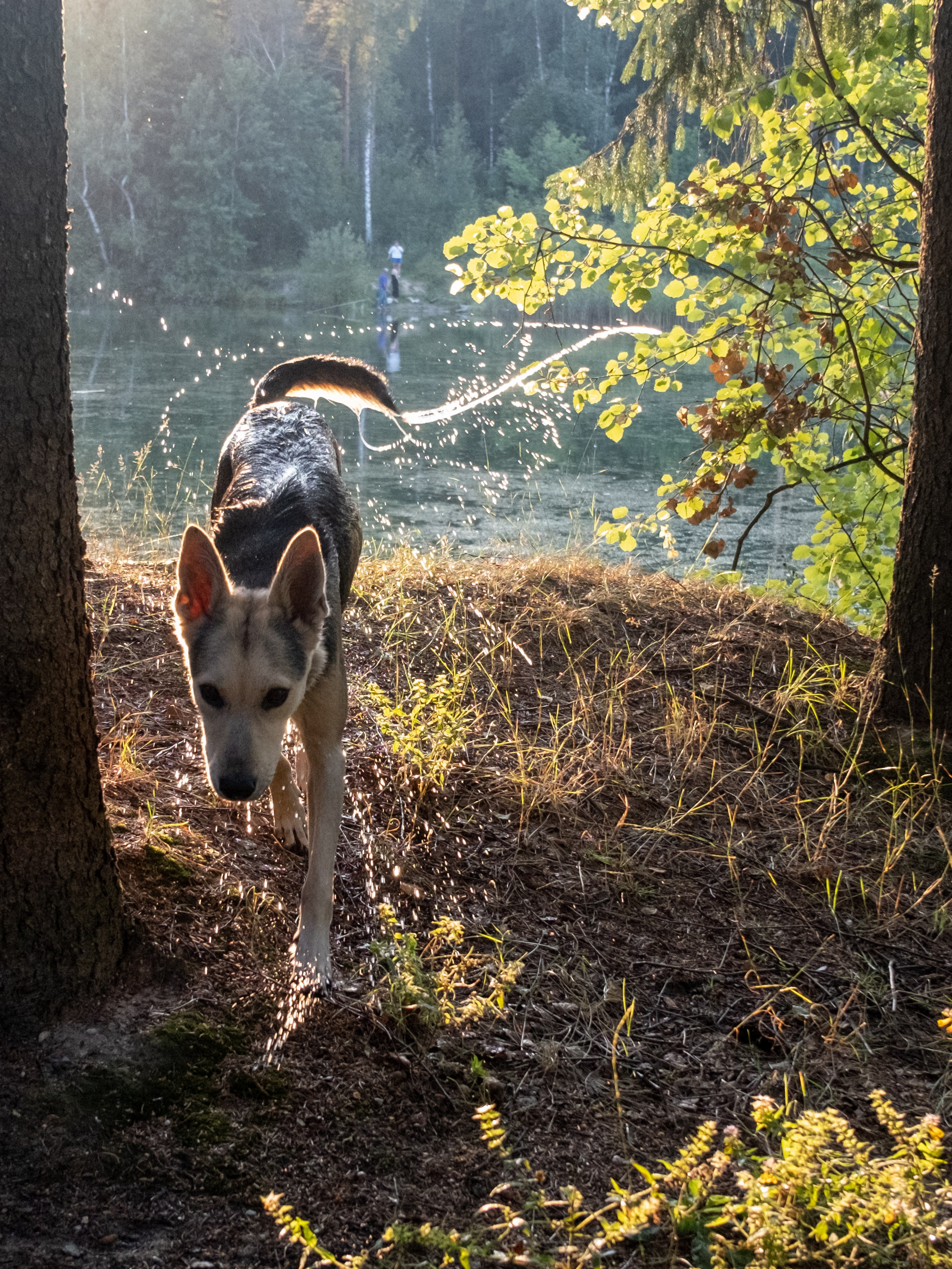 Альфа и Вафля для Екатерины!. Зоофотограф, фотограф животных в Москве и области Дина Дамоцева