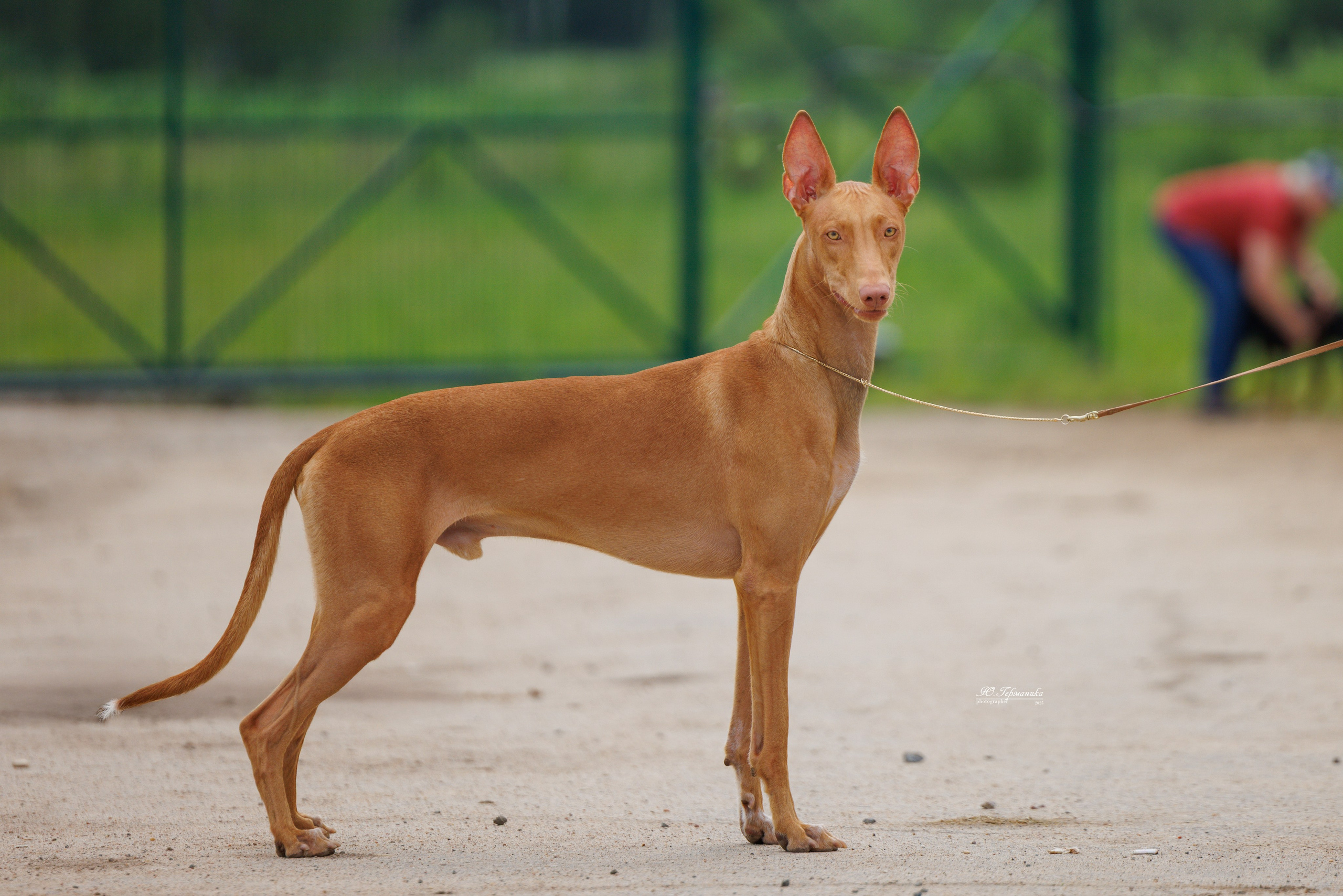 РОССИЯ 7-8.06.2025. Фотограф-анималист Юлия Германика