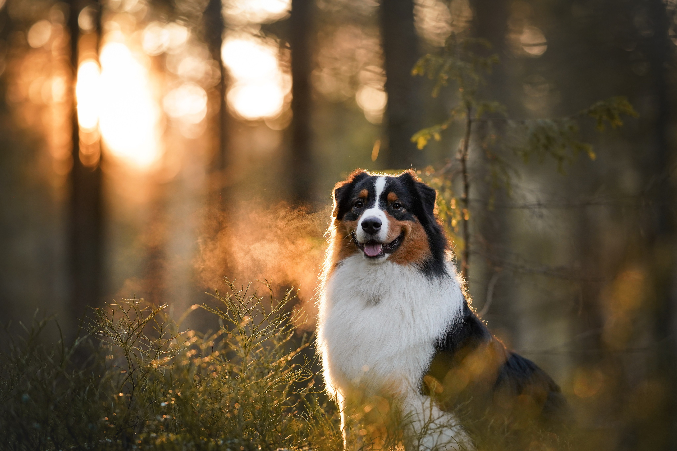 Бэст Айла и Панда. Фотограф-анималист в Санкт-Петербурге Яна Мартынова