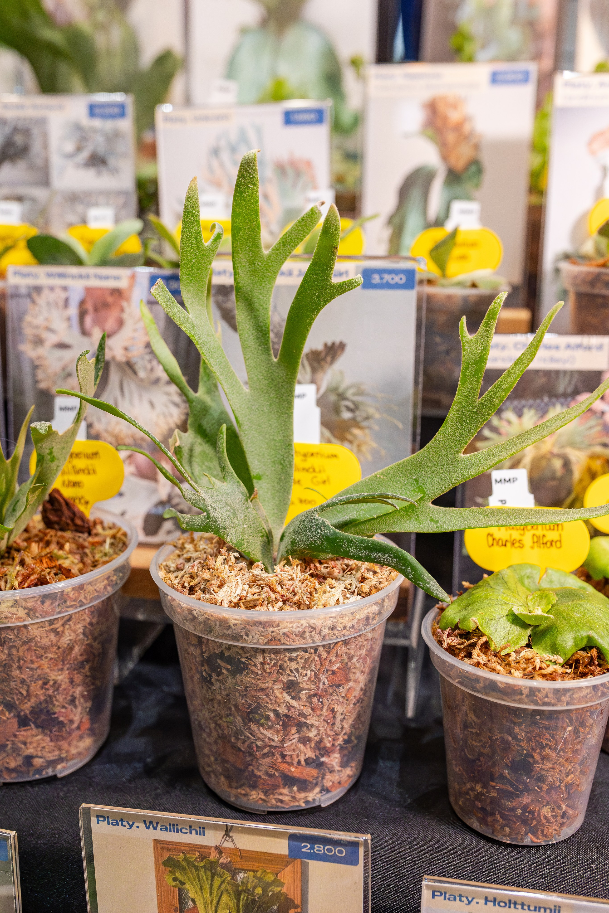 Монстериум апрель 2026. Александра Куликова фотограф, Москва