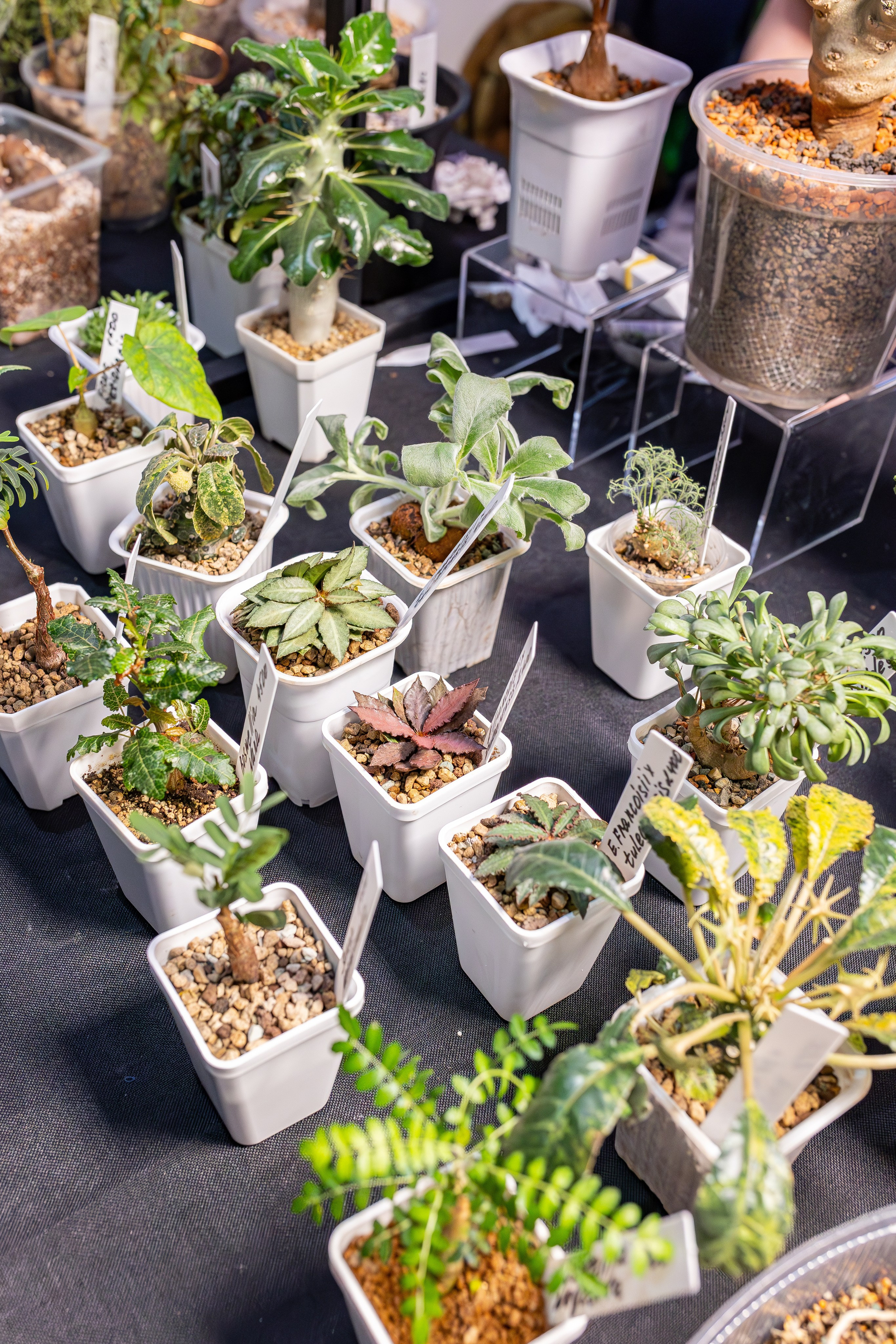 Монстериум апрель 2026. Александра Куликова фотограф, Москва