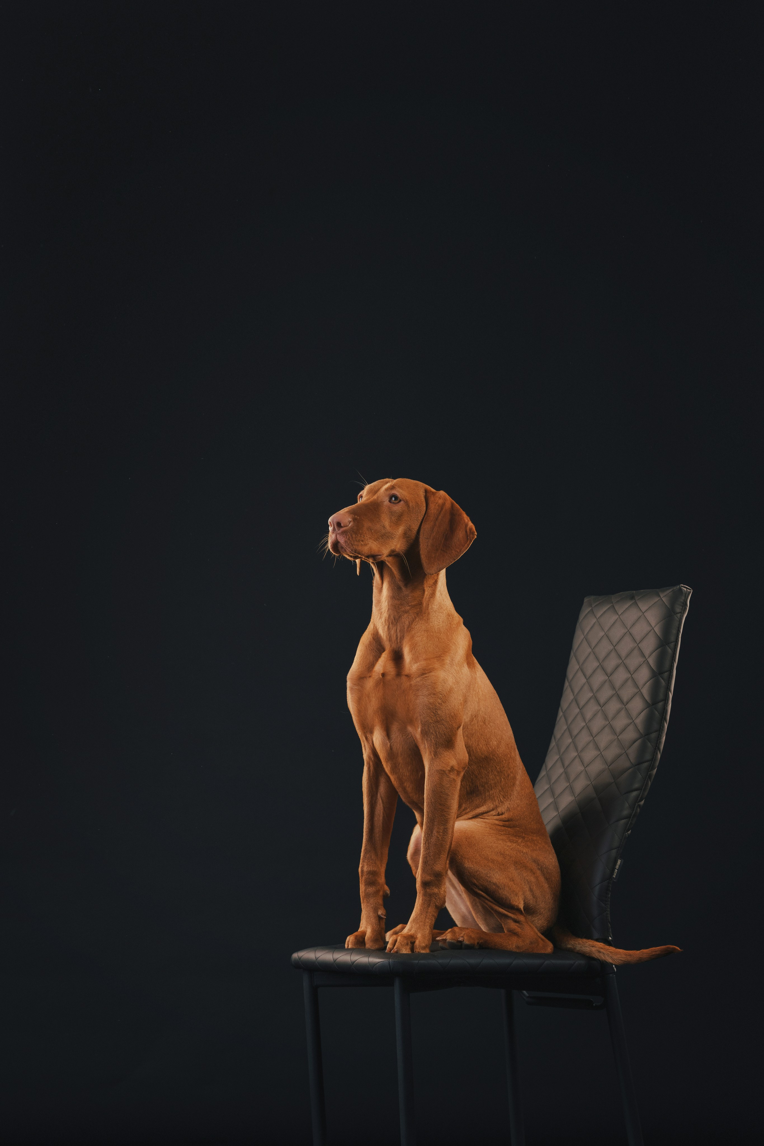 Выжла Гая. Фотограф анималист Осипчикова Мария