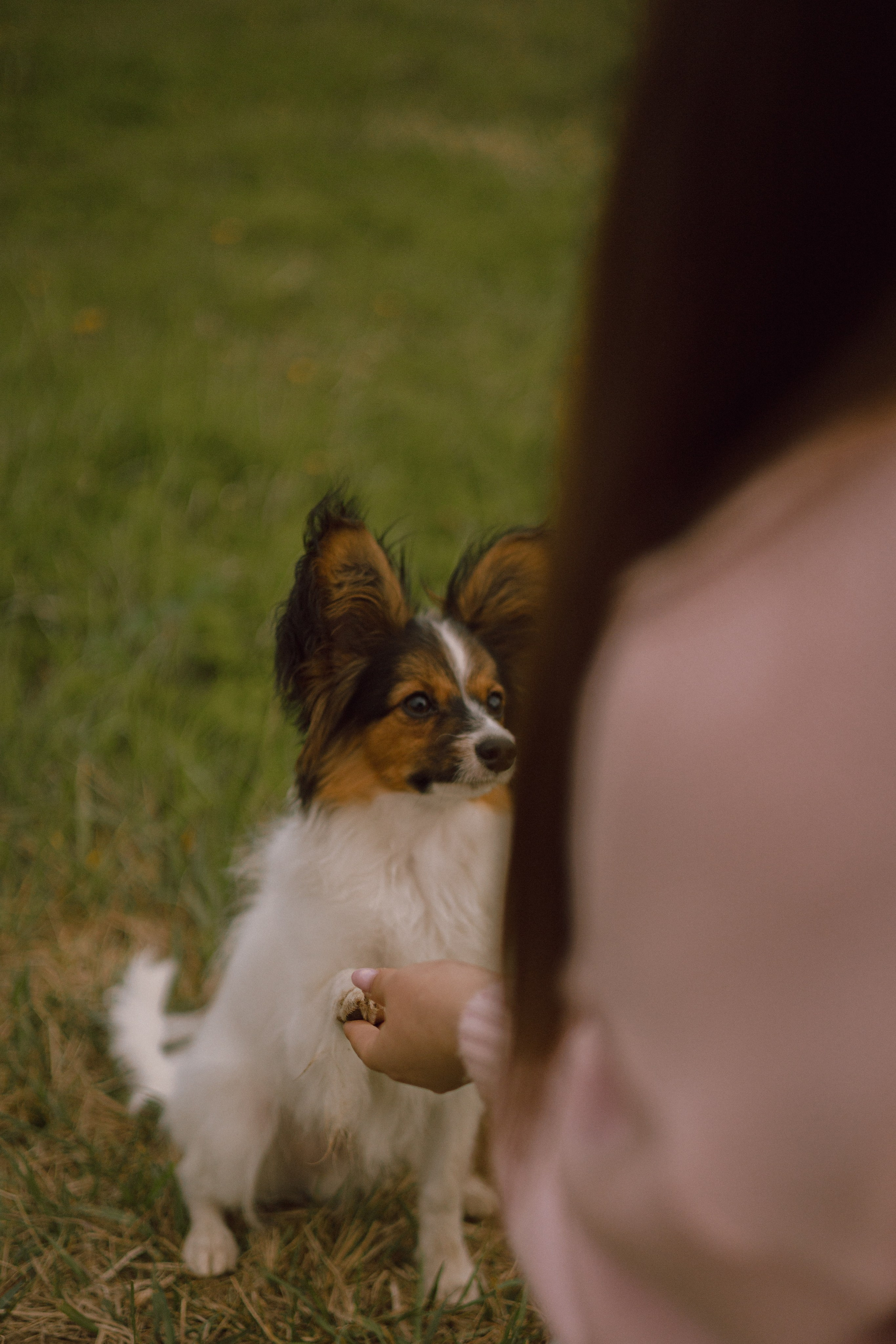 Вика и Бруни. Фотограф — анималист •love-story•|Санкт-Петербург